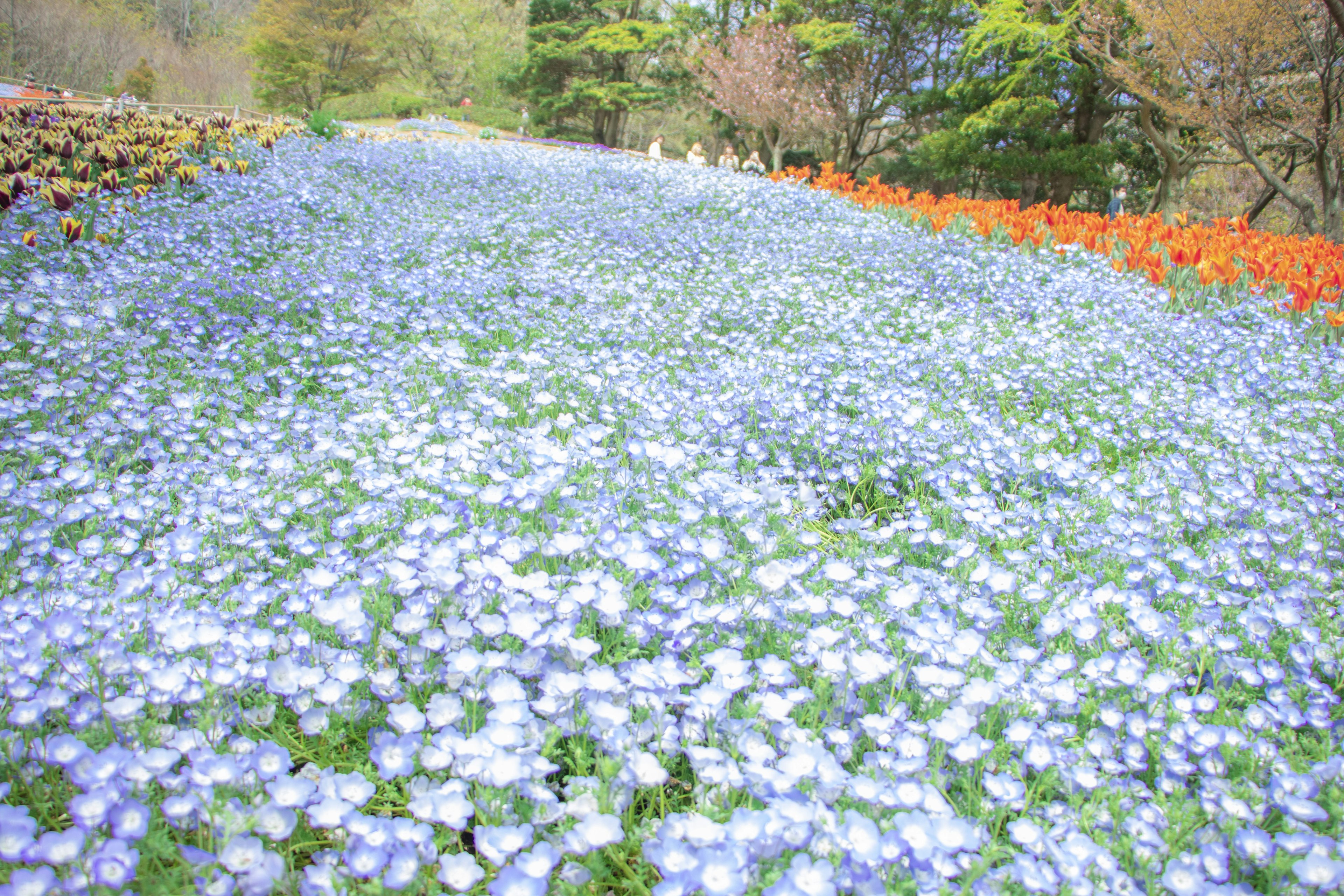 Un paysage magnifique avec un champ de fleurs bleues