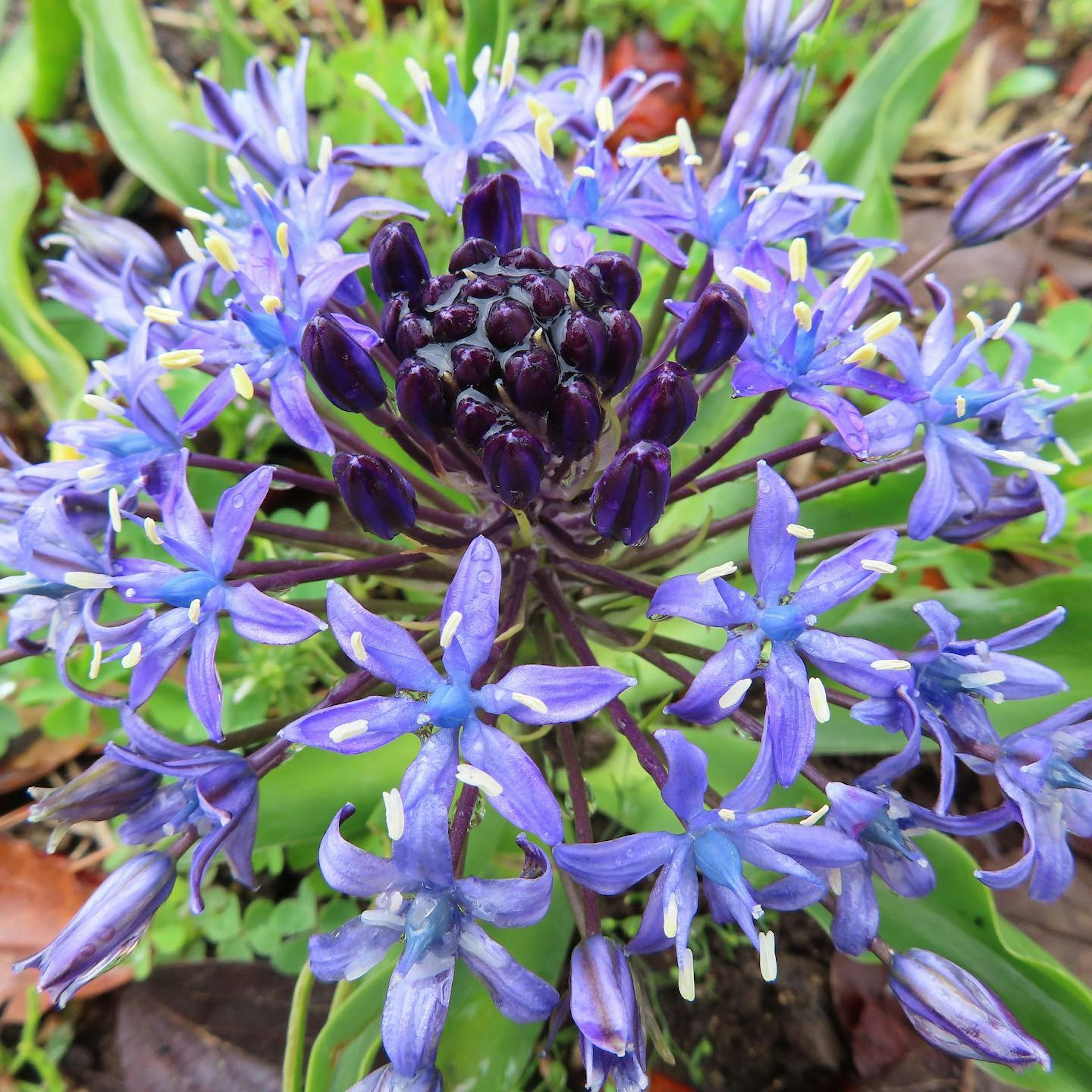 Primo piano di una bella pianta con grappoli di fiori viola