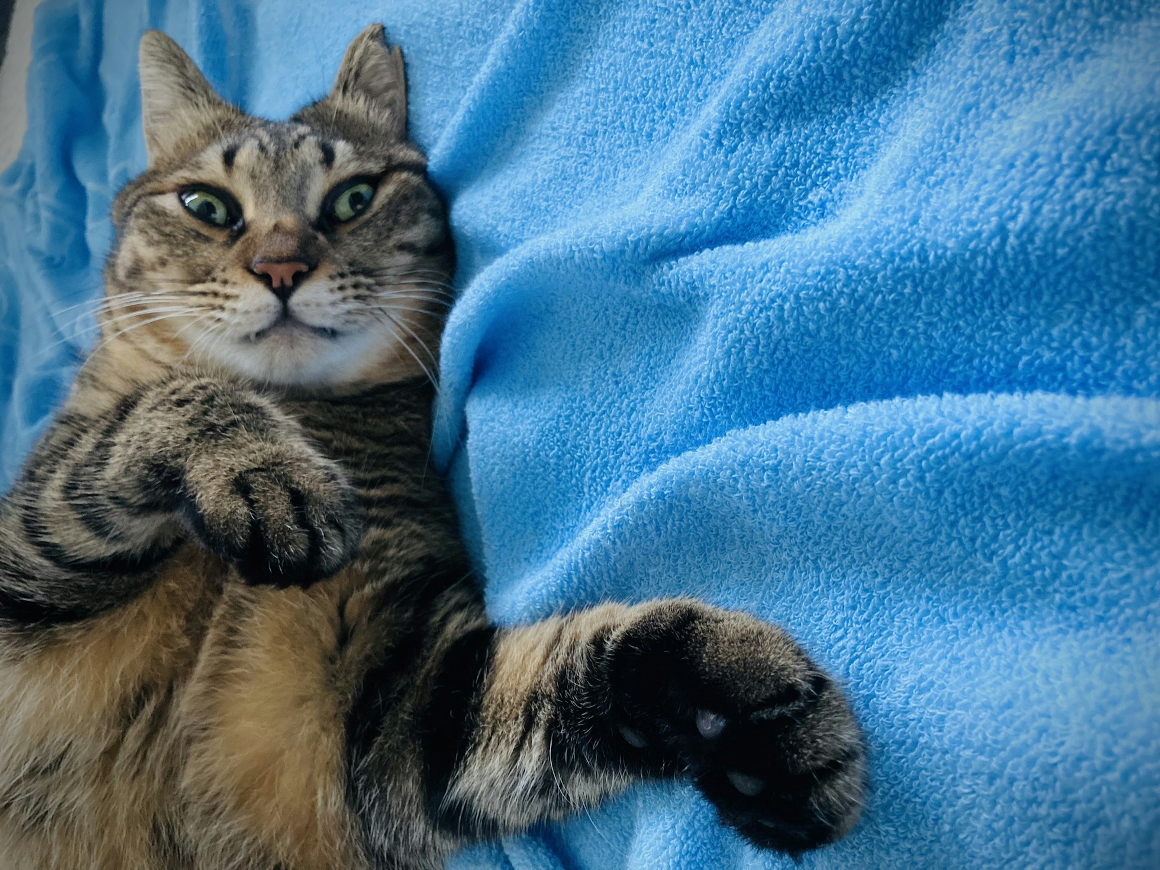 Foto de un gato atigrado marrón acostado sobre una manta azul