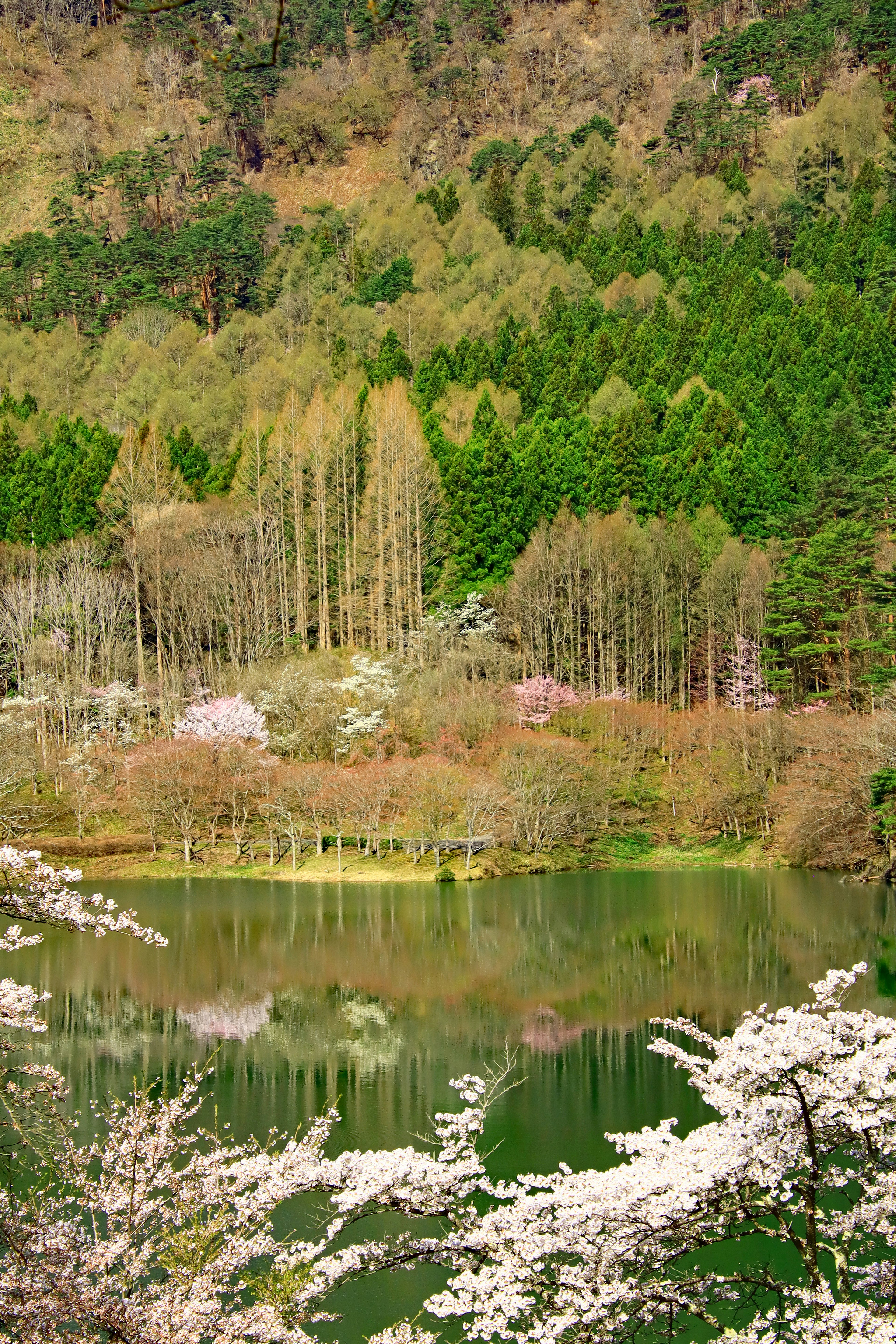 Malersicher Blick auf einen See, umgeben von Kirschblütenbäumen und üppigem Grün