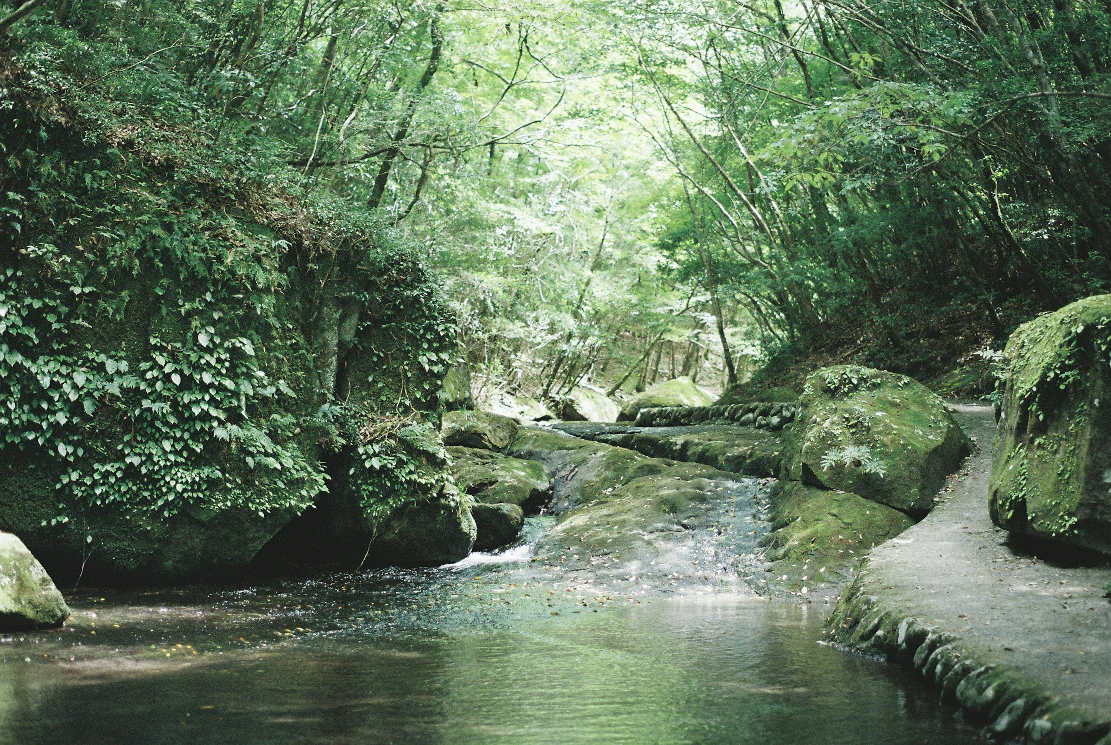 緑に囲まれた小川の風景　岩と木々が見える