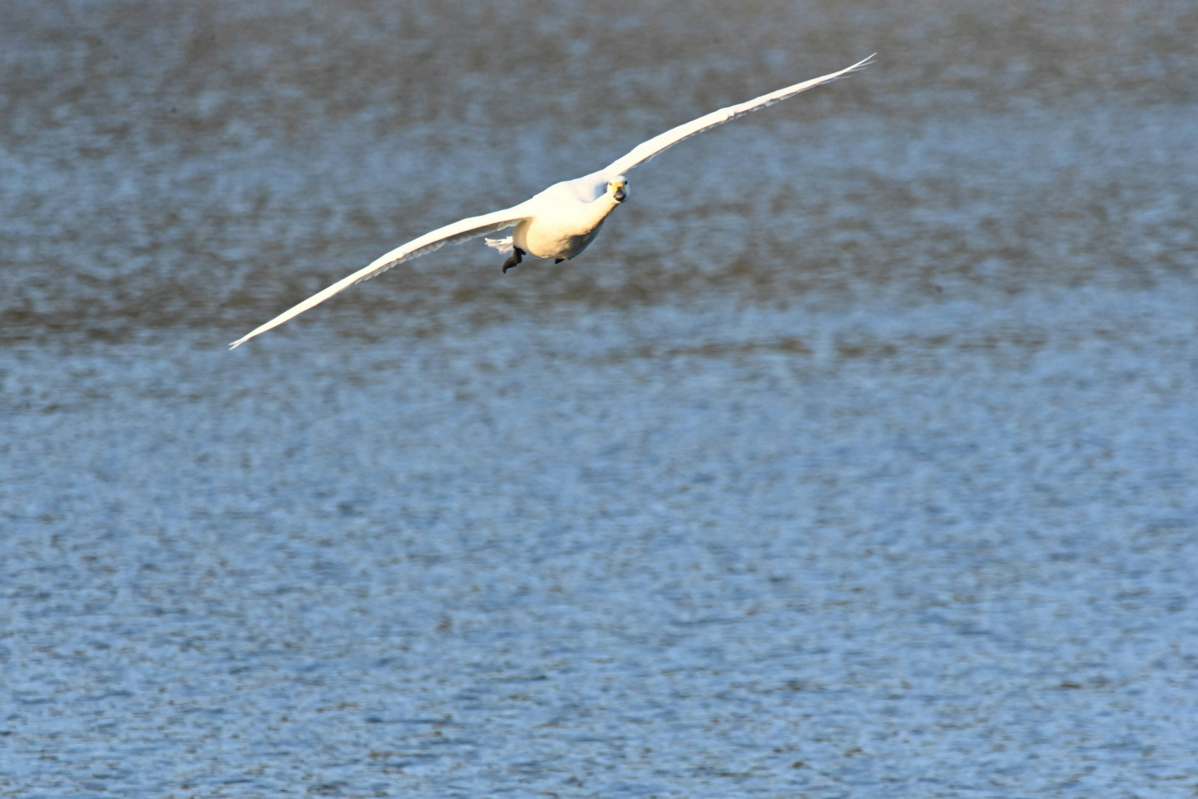 Ein weißer Vogel fliegt über die Wasseroberfläche