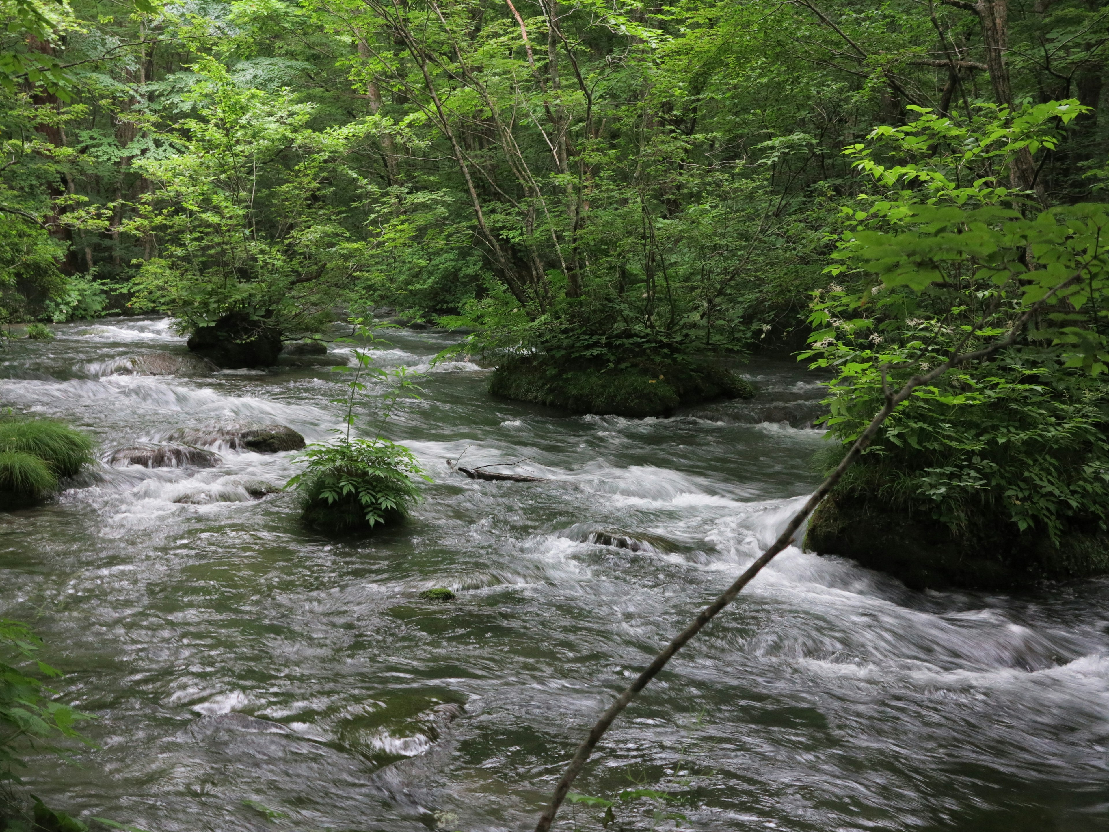 Vue pittoresque d'un ruisseau clair traversant une végétation luxuriante