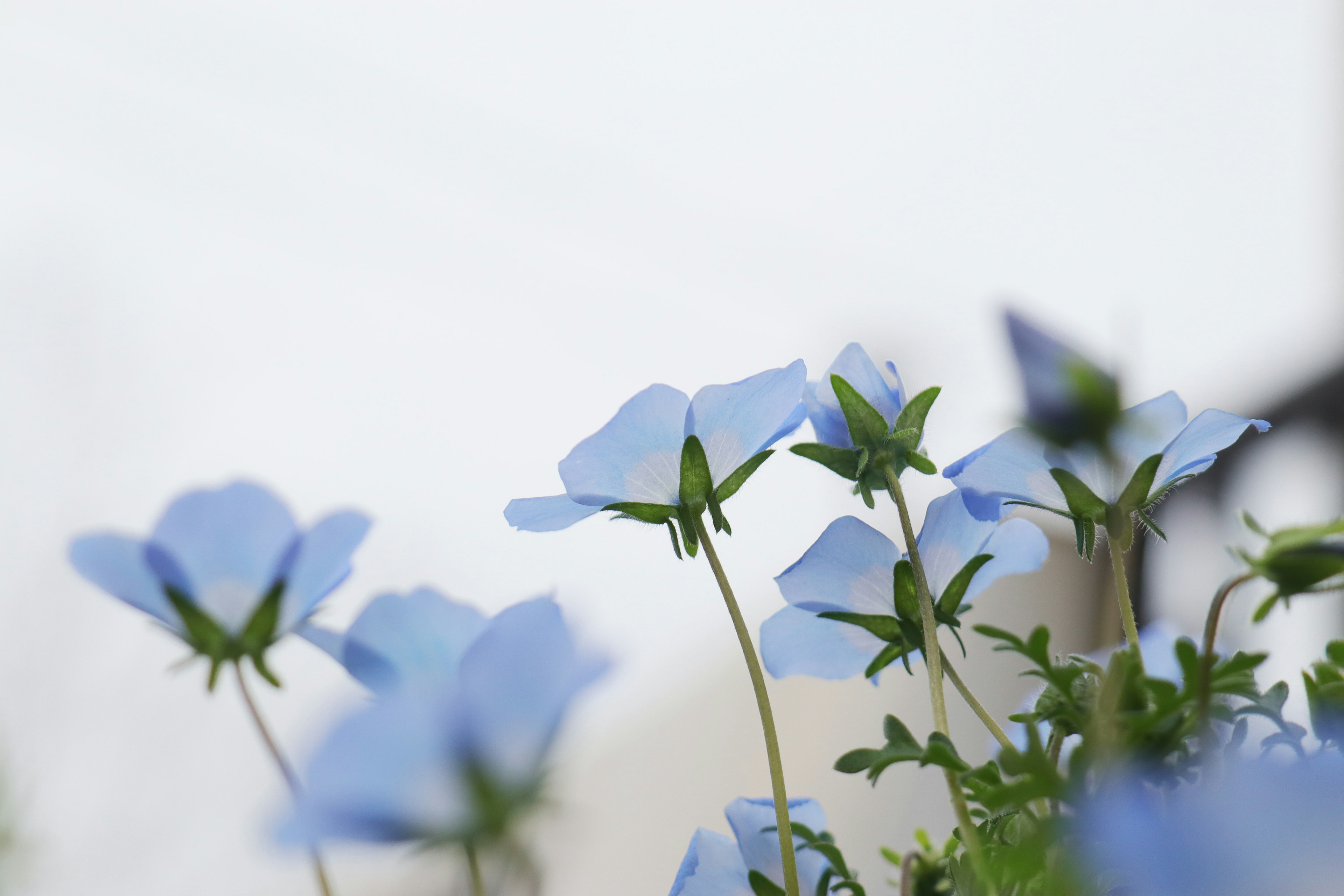 Gros plan de fleurs bleues en fleur