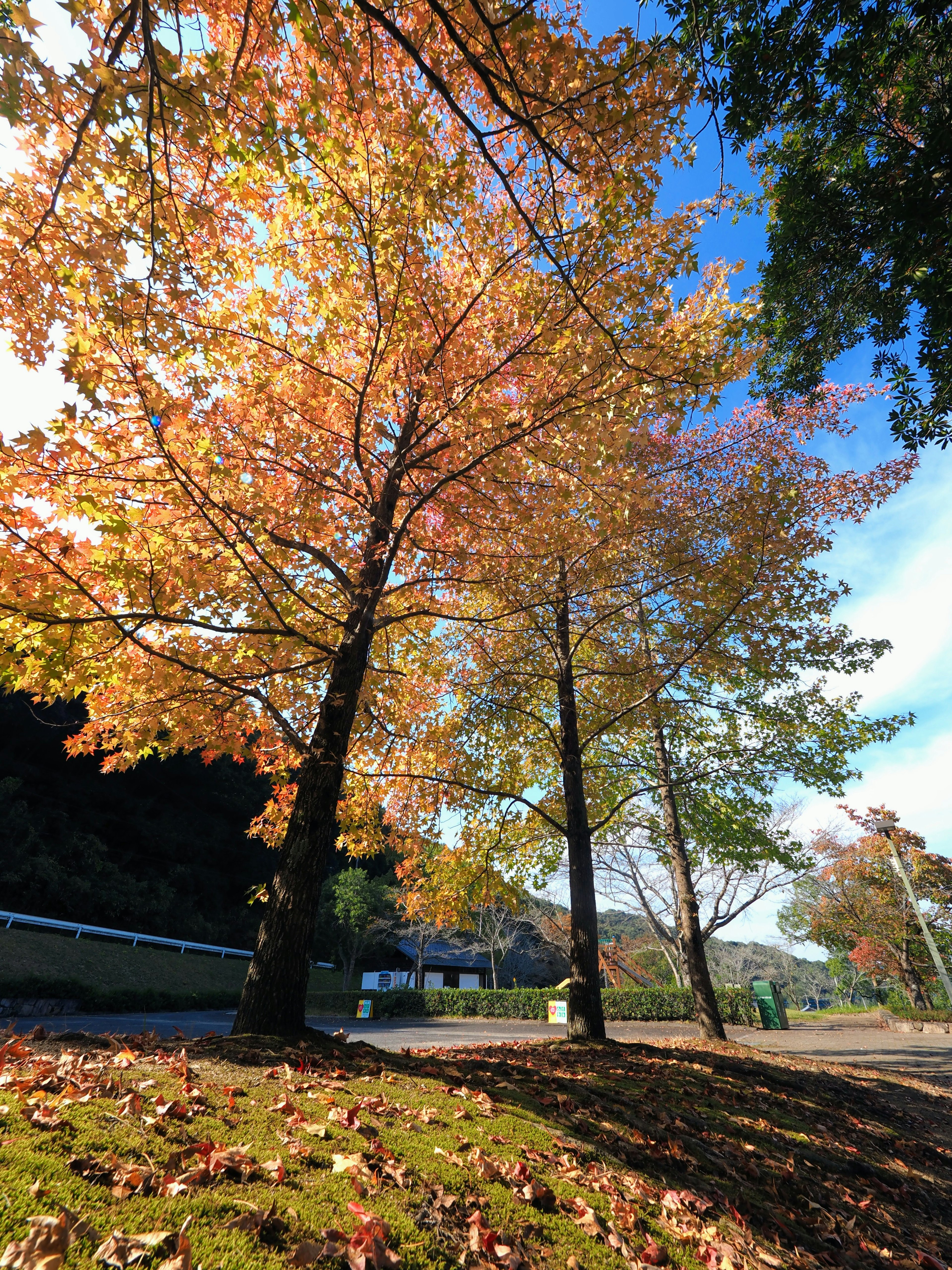 Scenic view of trees with autumn foliage