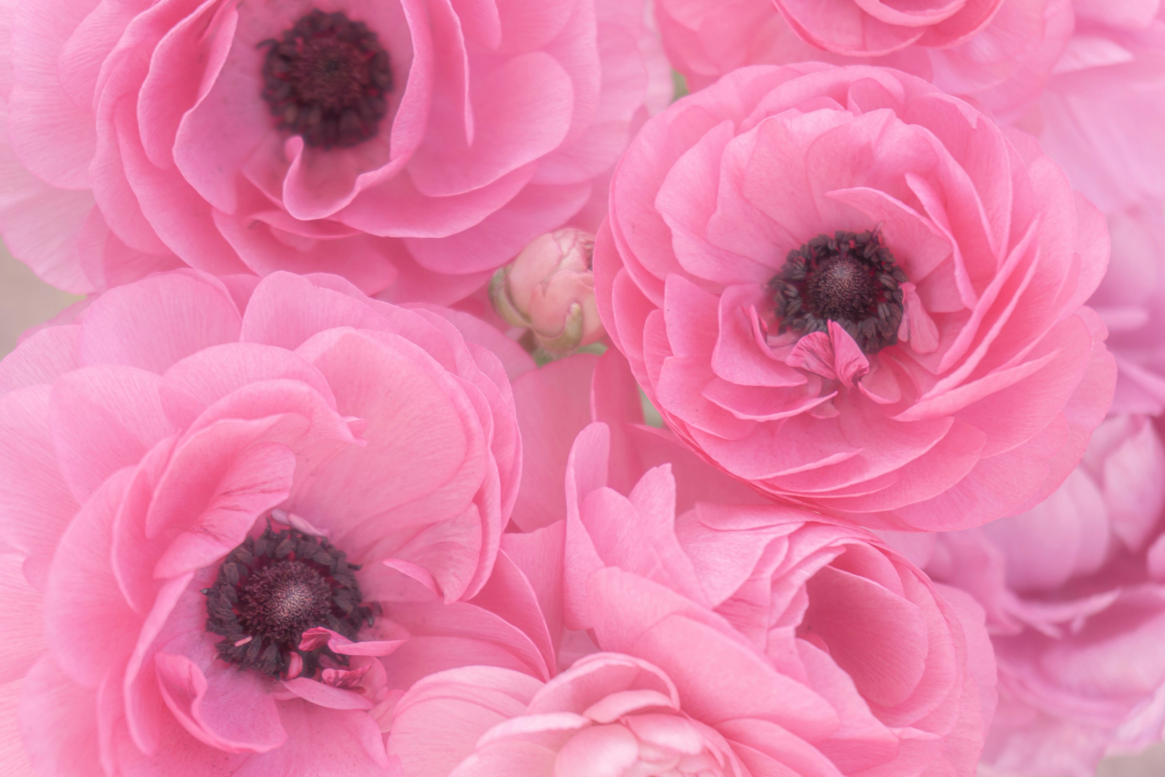 Beautiful image of clustered pink ranunculus flowers