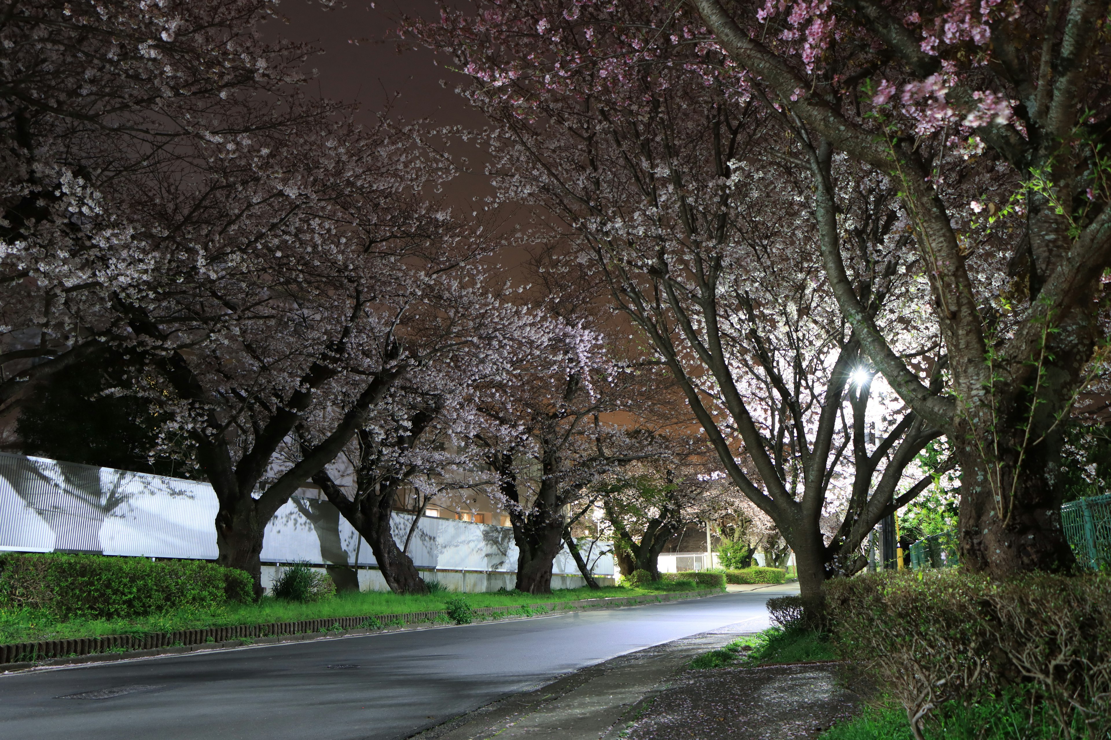 Ruhige Straßenszene mit Kirschblüten bei Nacht