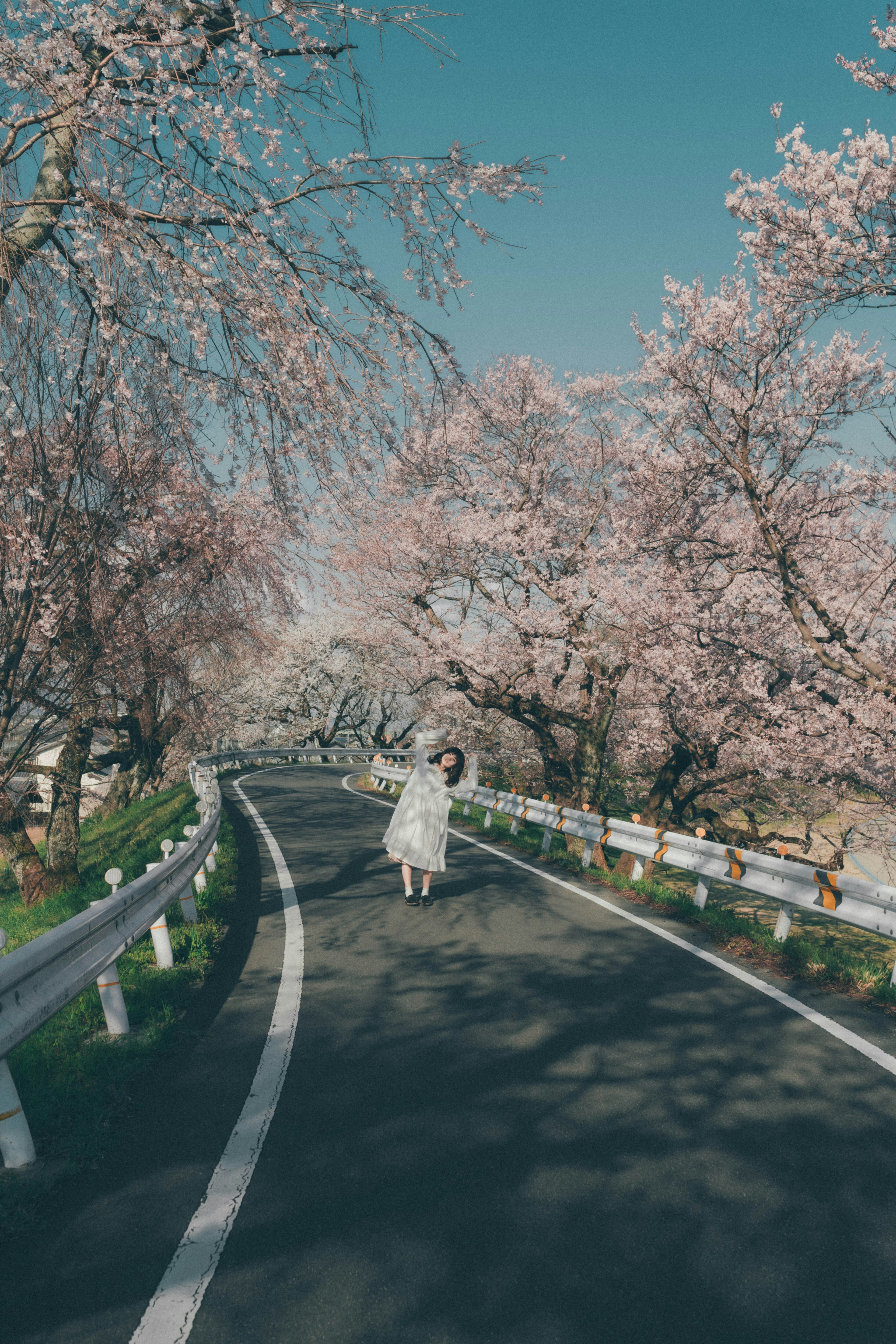 Woman walking along a road lined with cherry blossom trees