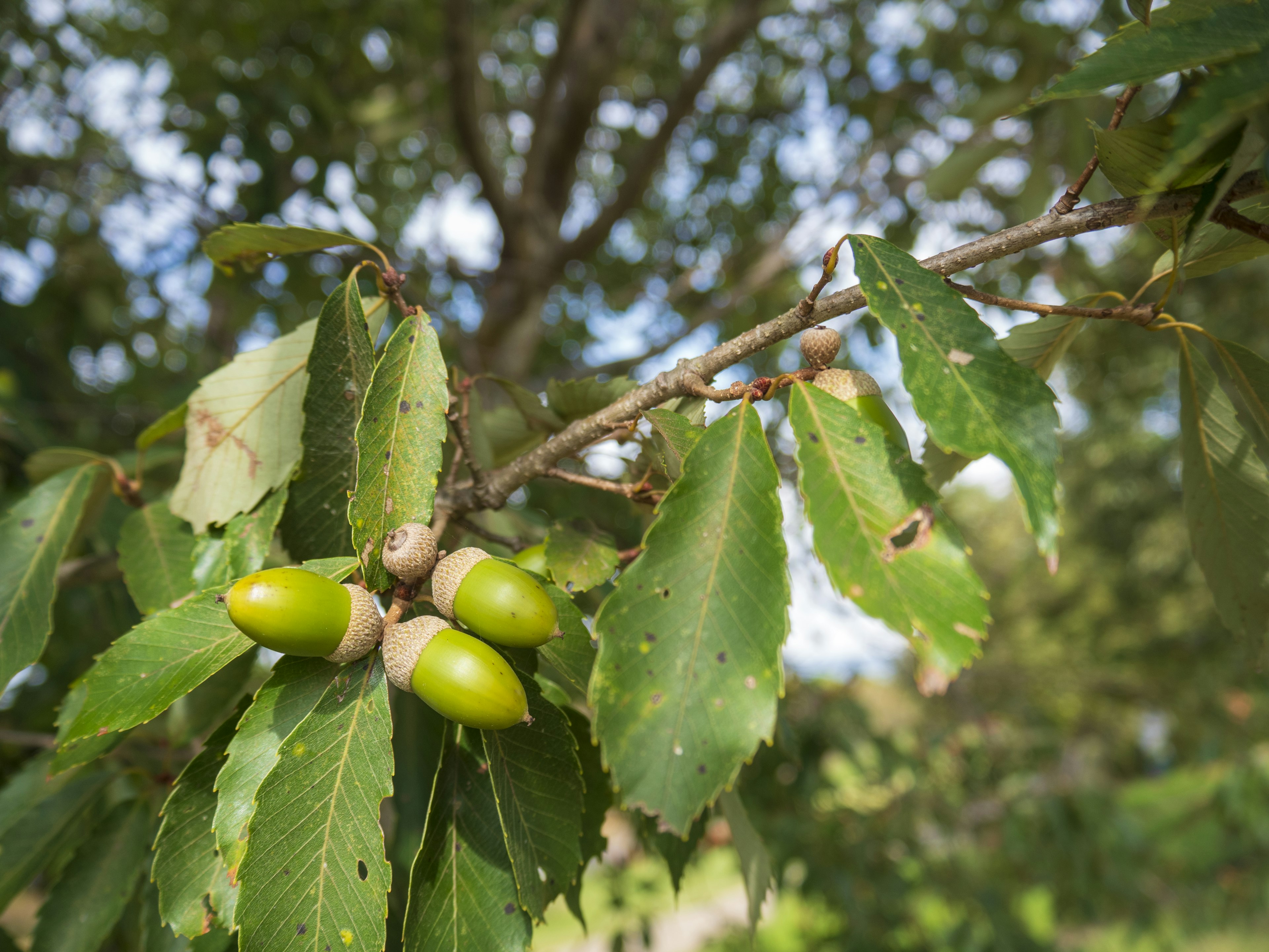 Close-up of a branch with green acorns and leaves