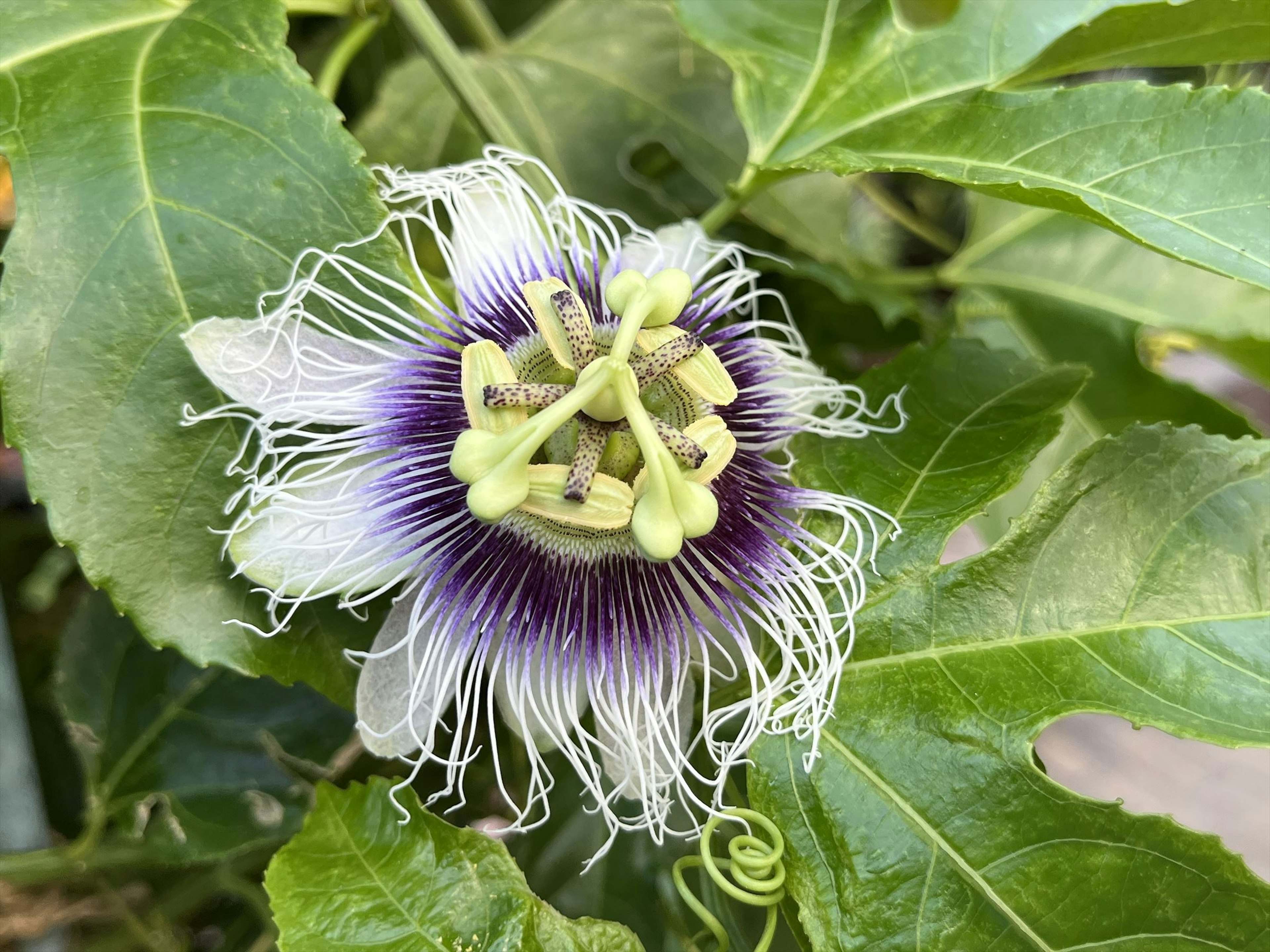 Close-up of a passion flower with green leaves