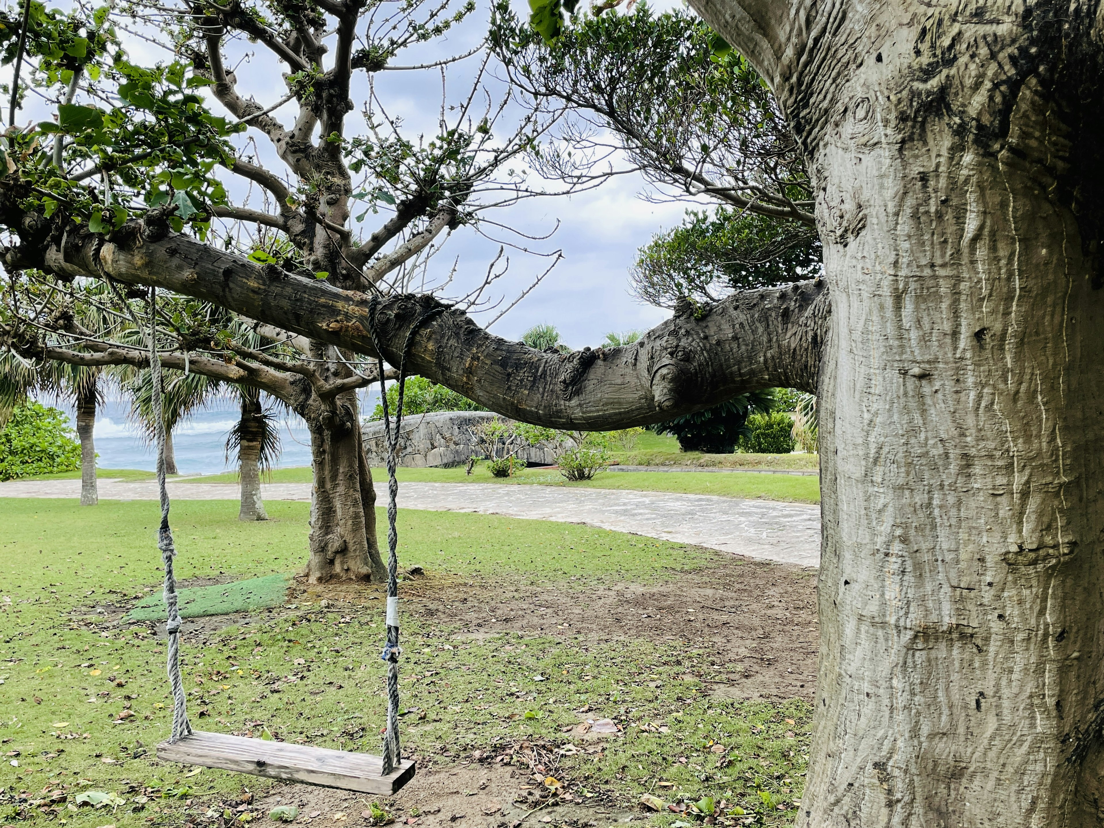 Columpio colgado de una rama de árbol con césped verde de fondo