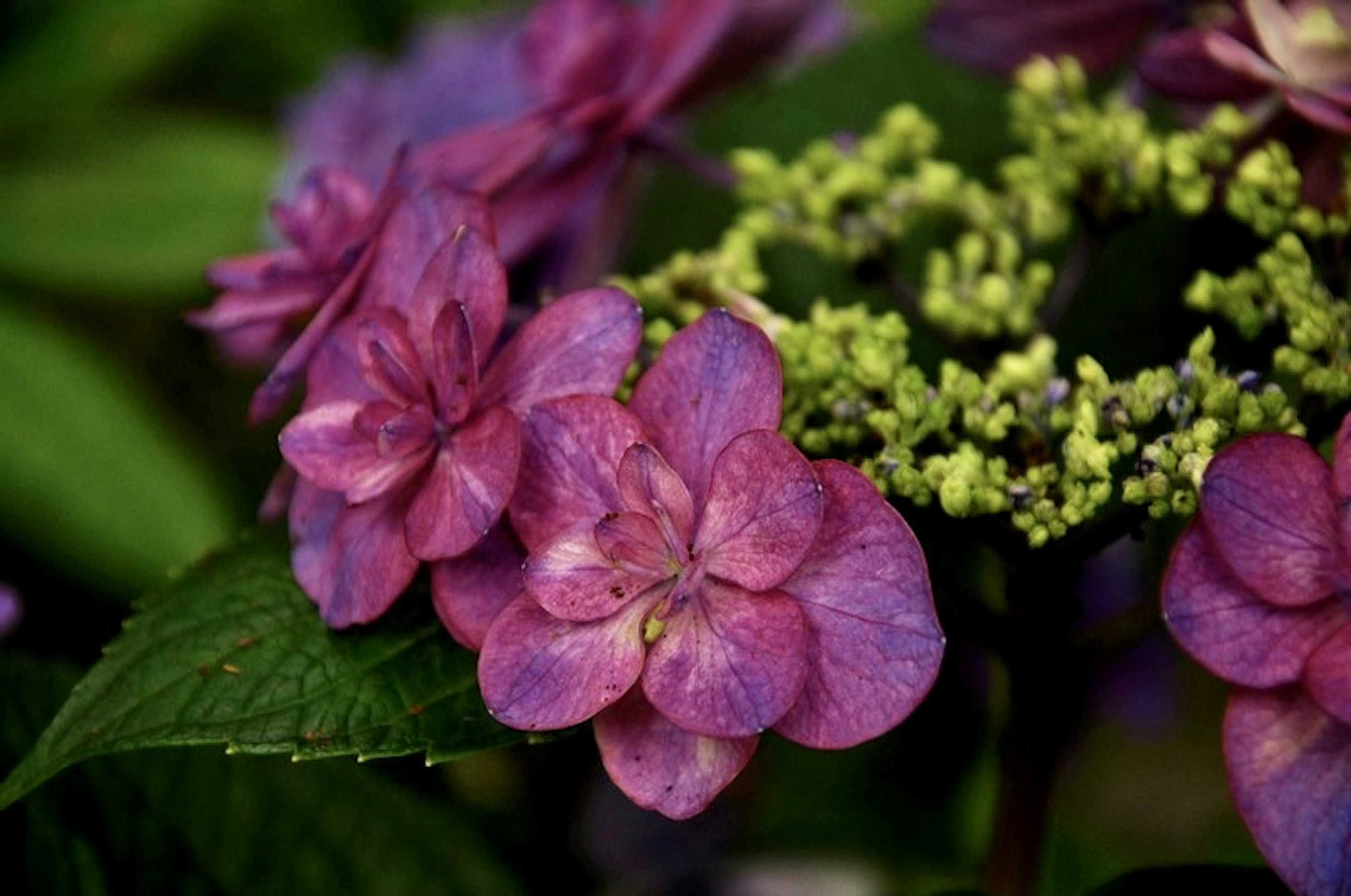 Nahaufnahme von lila Hortensienblüten mit grünen Blättern