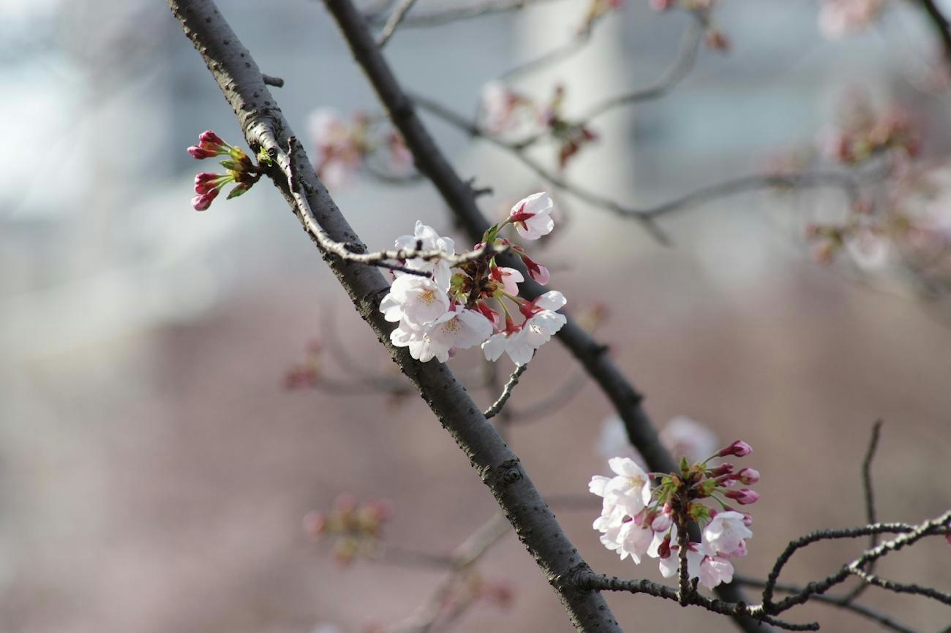 Close-up bunga sakura di atas cabang