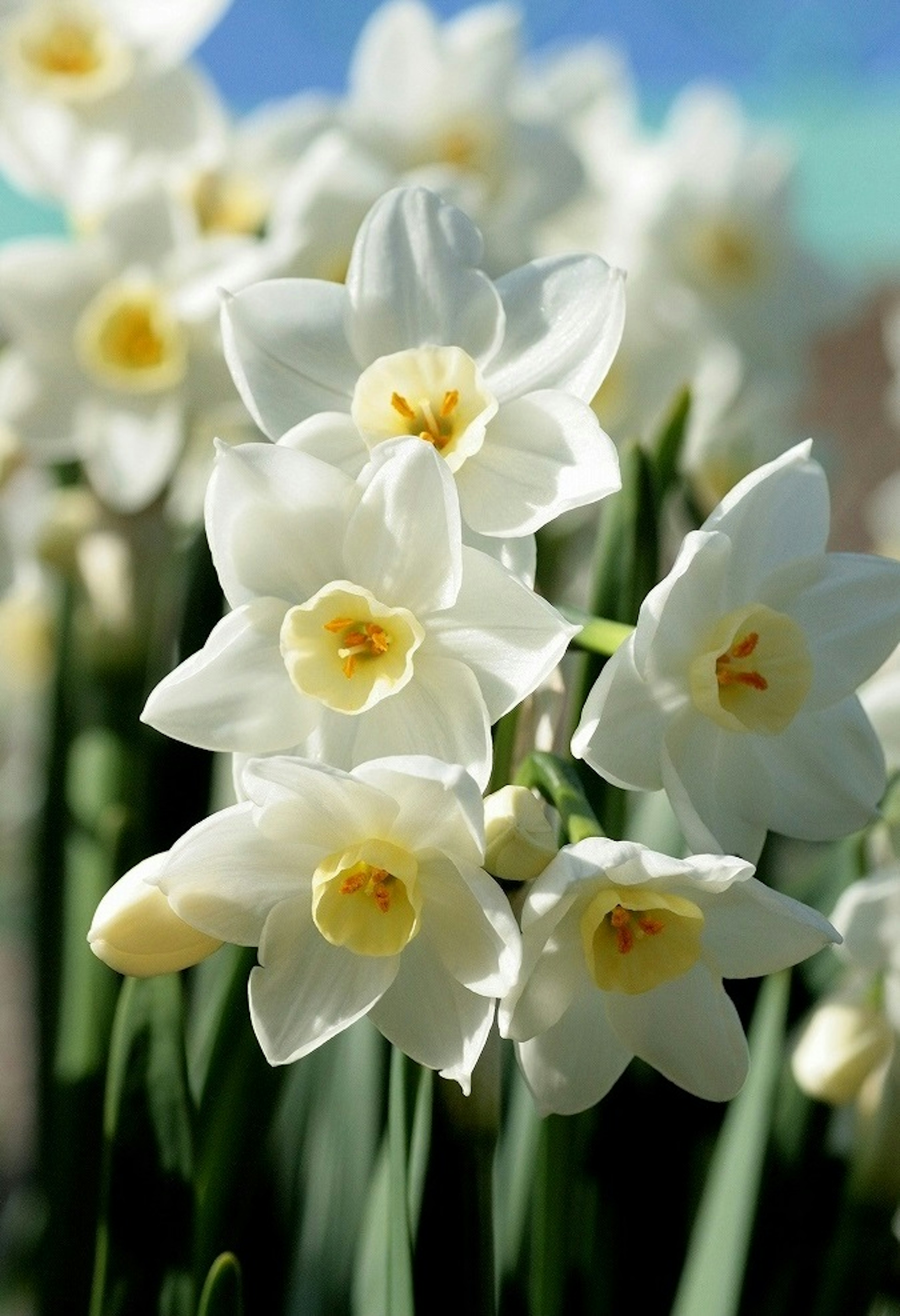 Cluster of white daffodil flowers with yellow centers