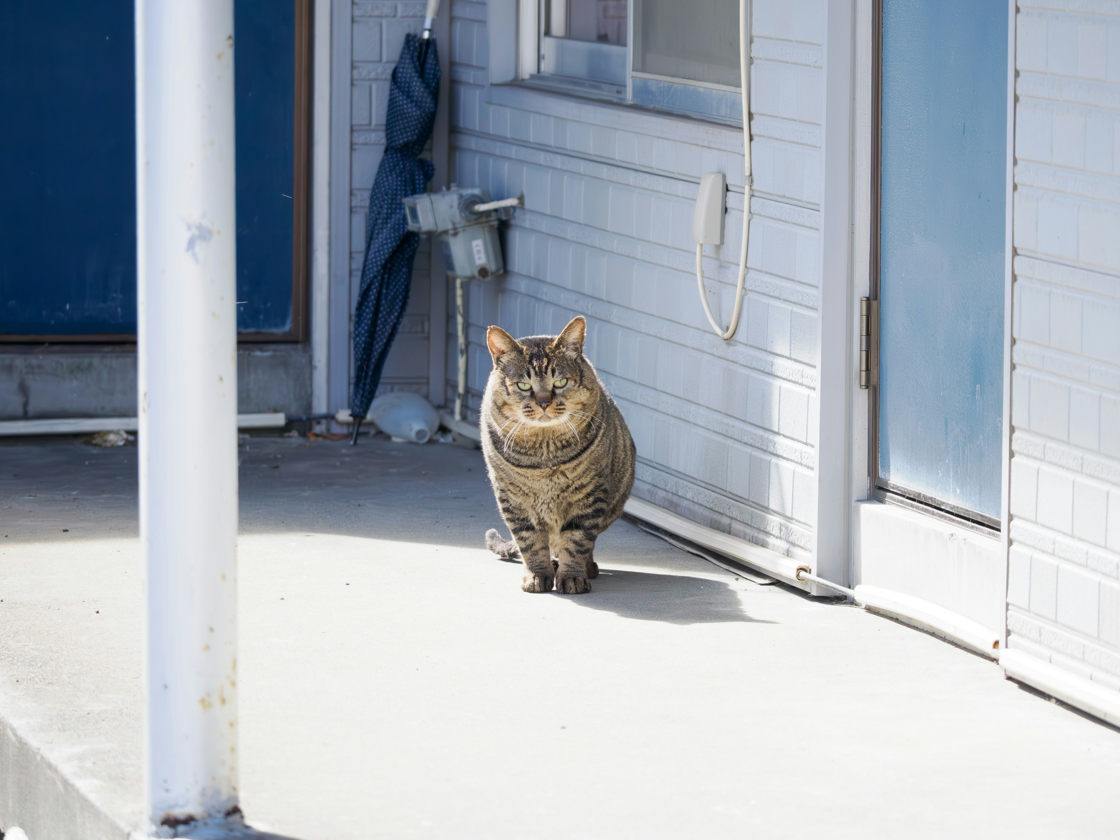 Kucing gemuk berdiri di depan pintu di hari yang cerah