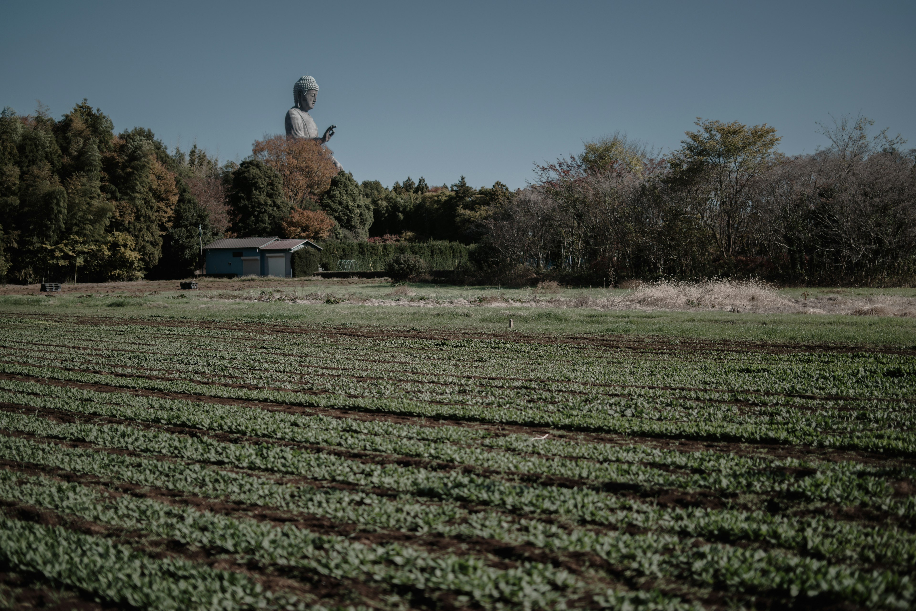 広がる畑と後ろに大きな像が見える風景