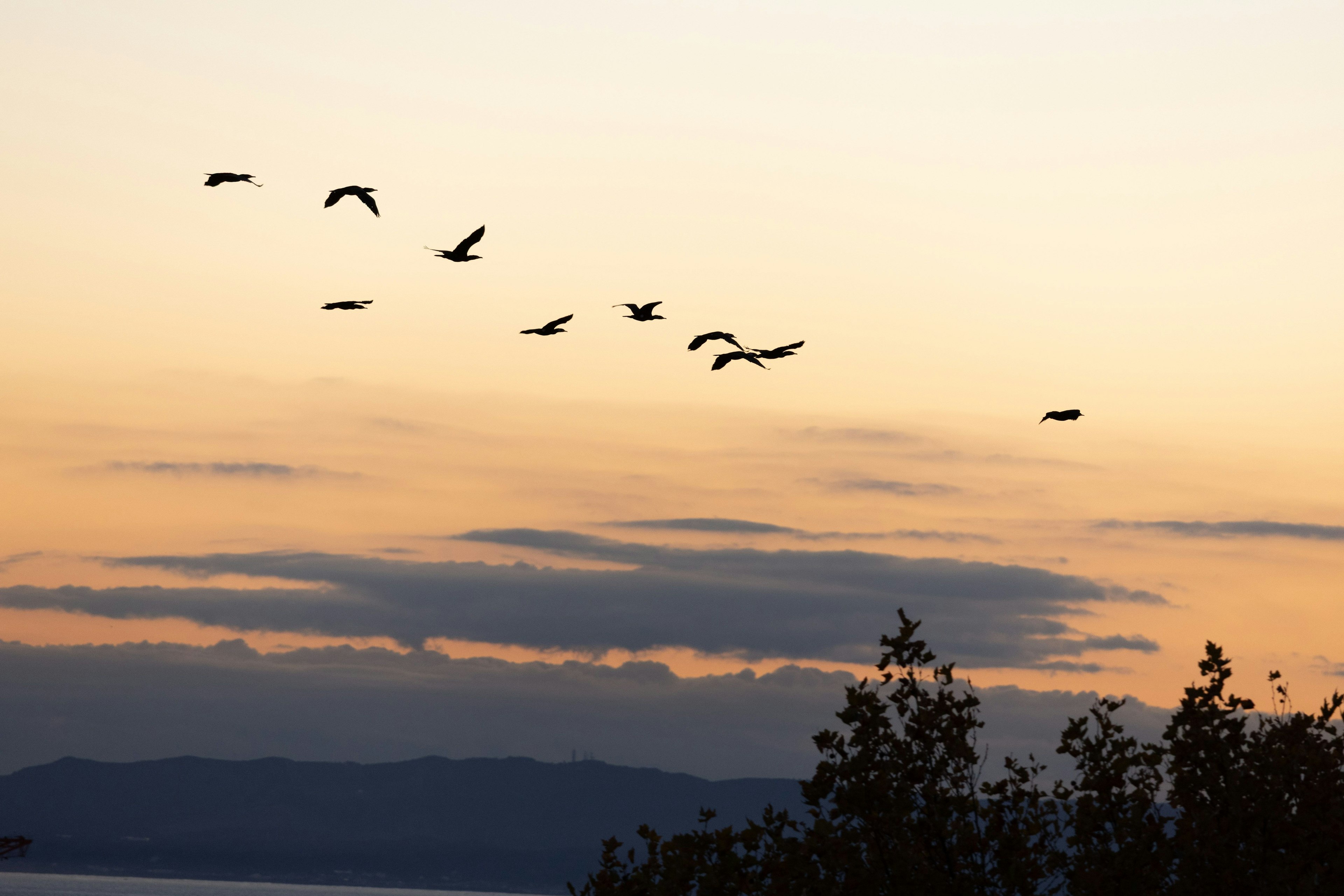 夕焼けの空を背景に飛ぶ鳥の群れと木のシルエット