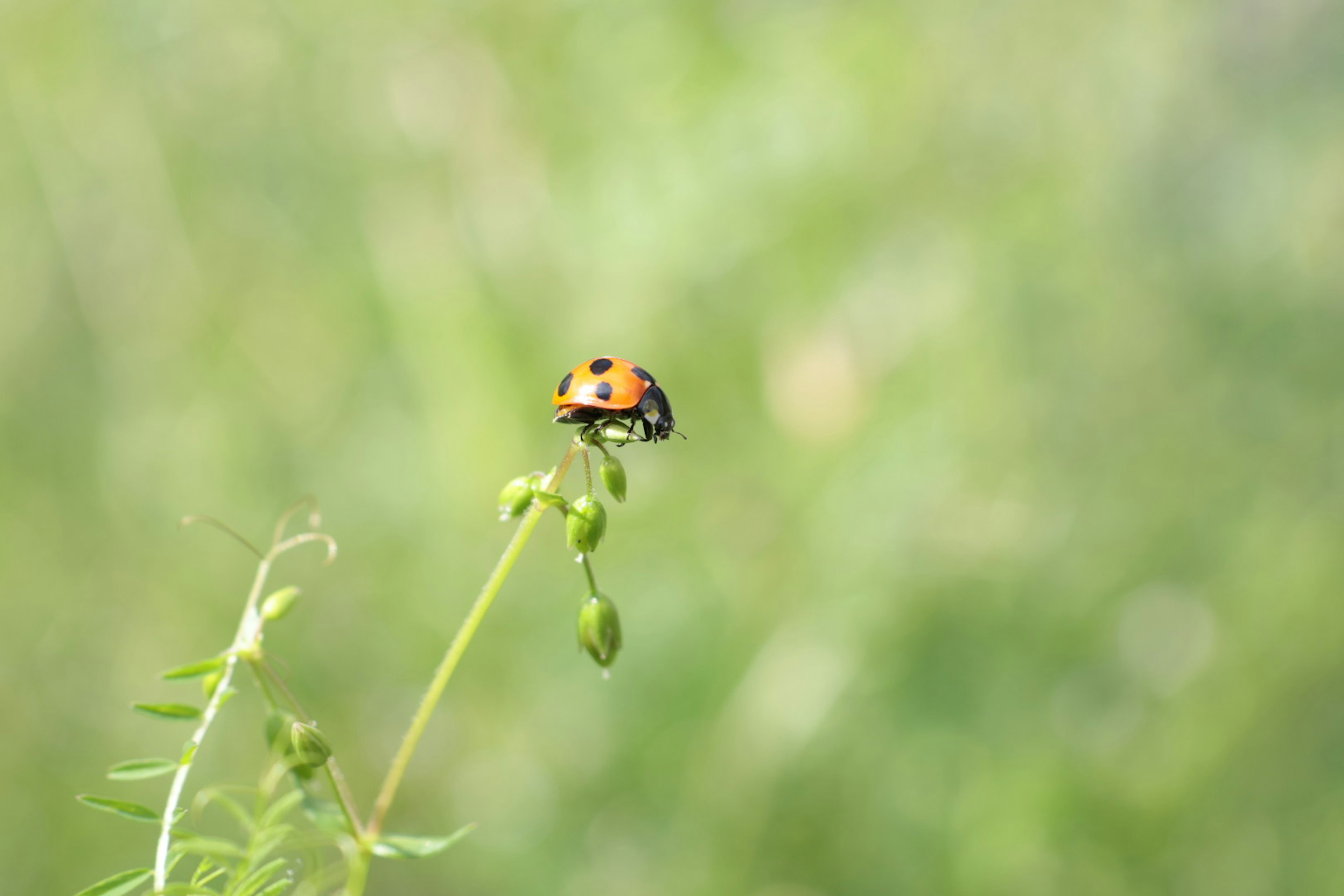 緑の背景にいるテントウムシが小さな植物の先端にとまっている