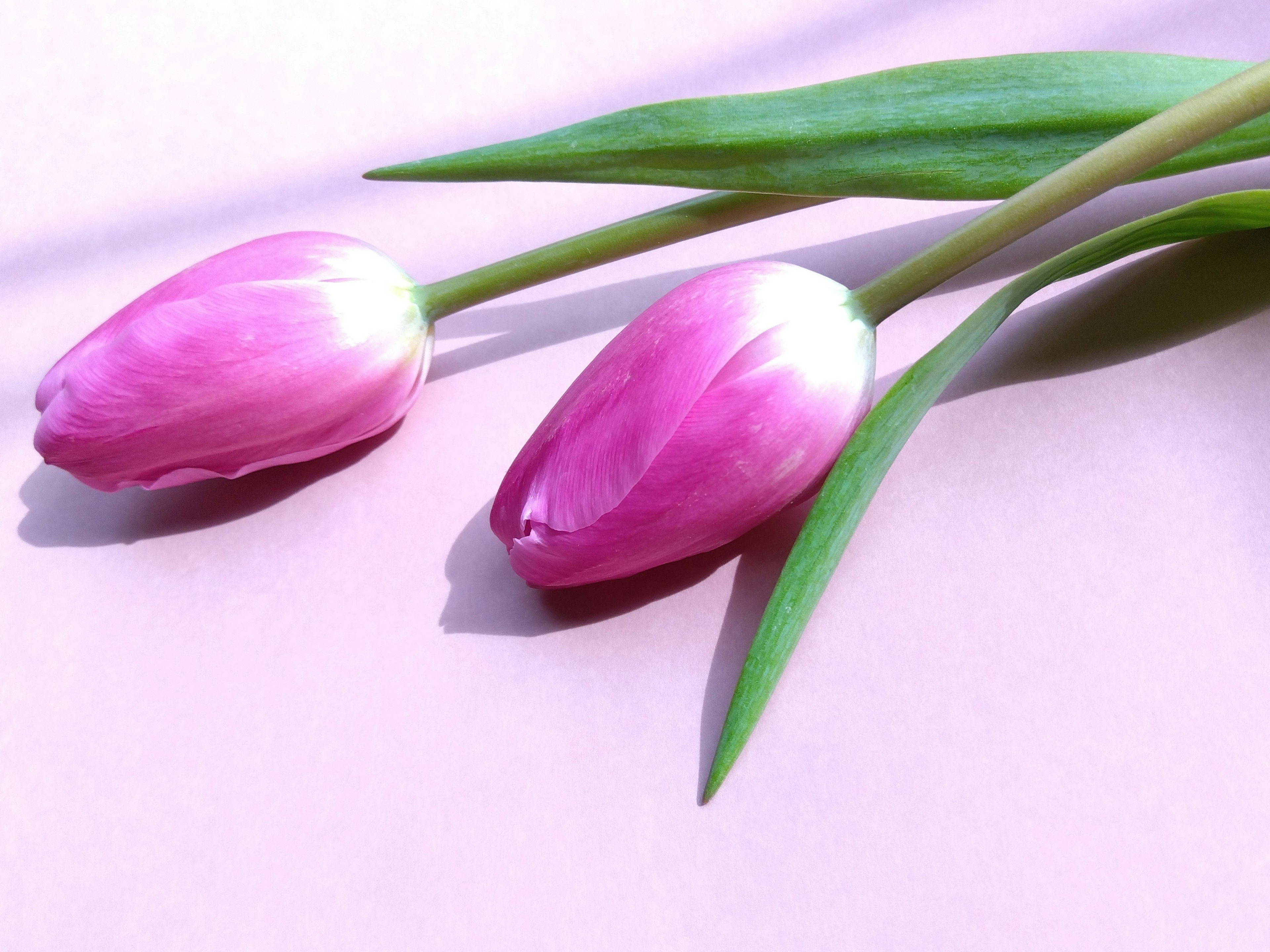 Two pink tulips lying side by side