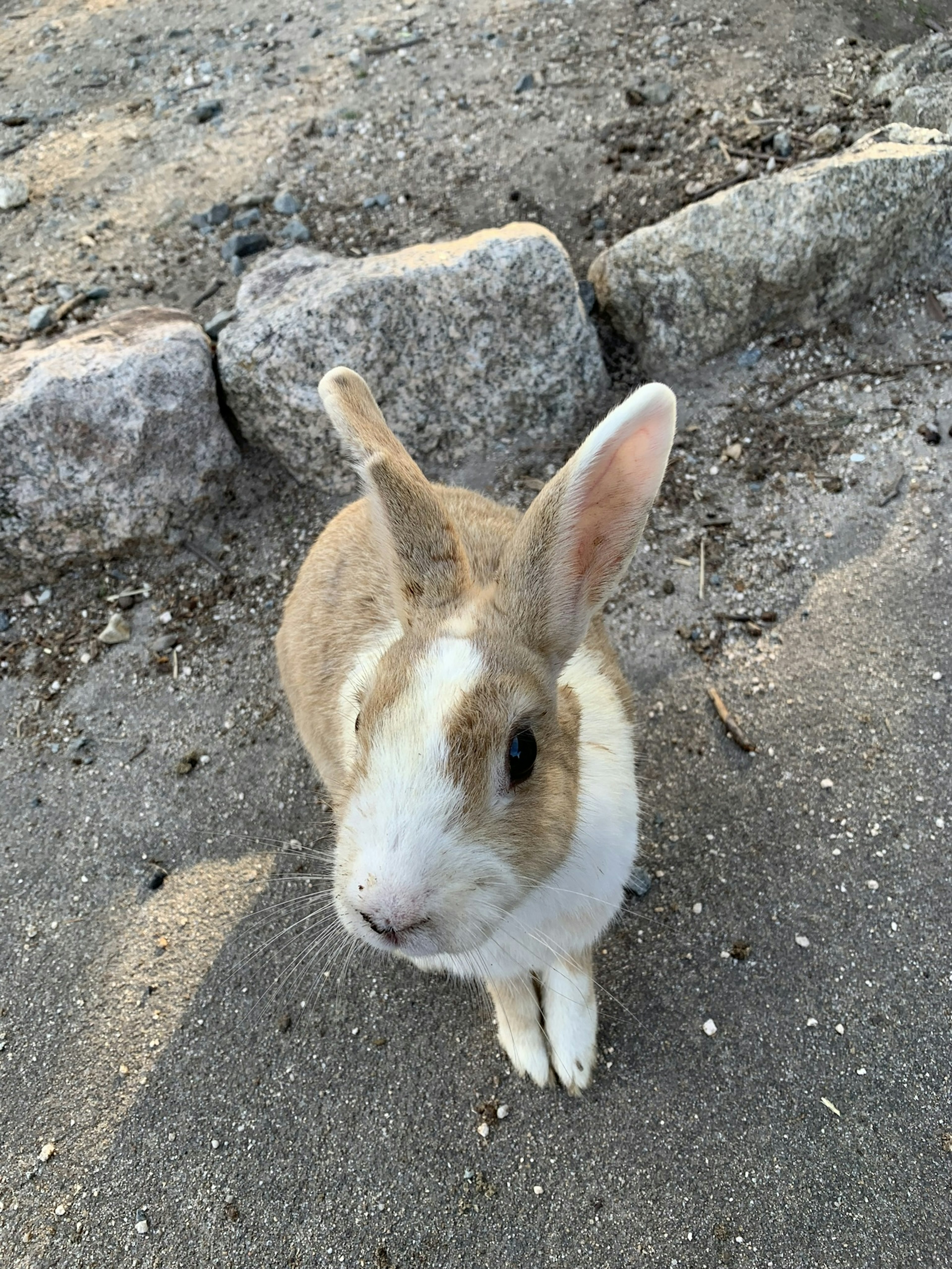 Brown and white rabbit sitting near the ground