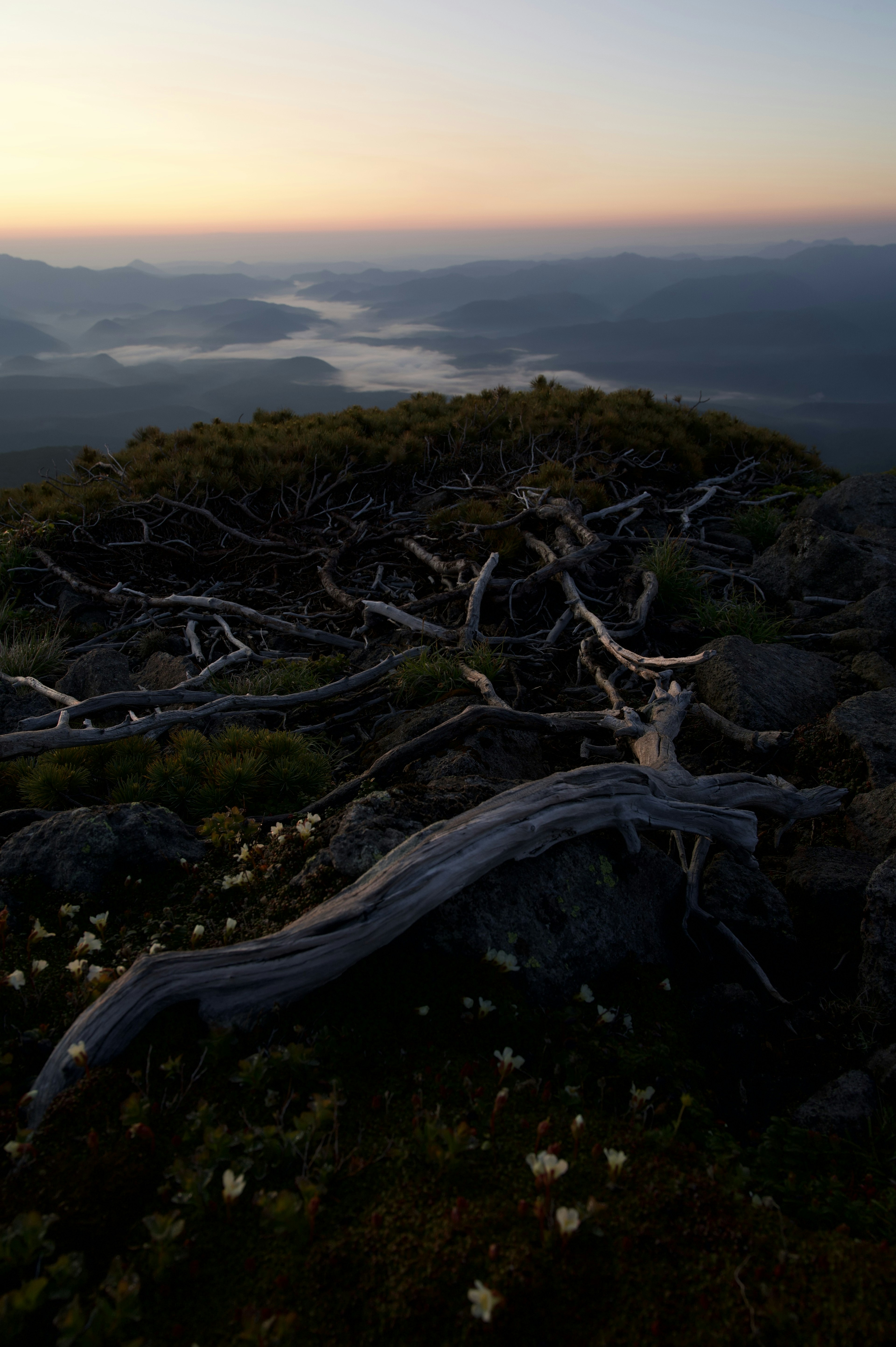 夕焼けの山頂に広がる古い木の根と花々の風景