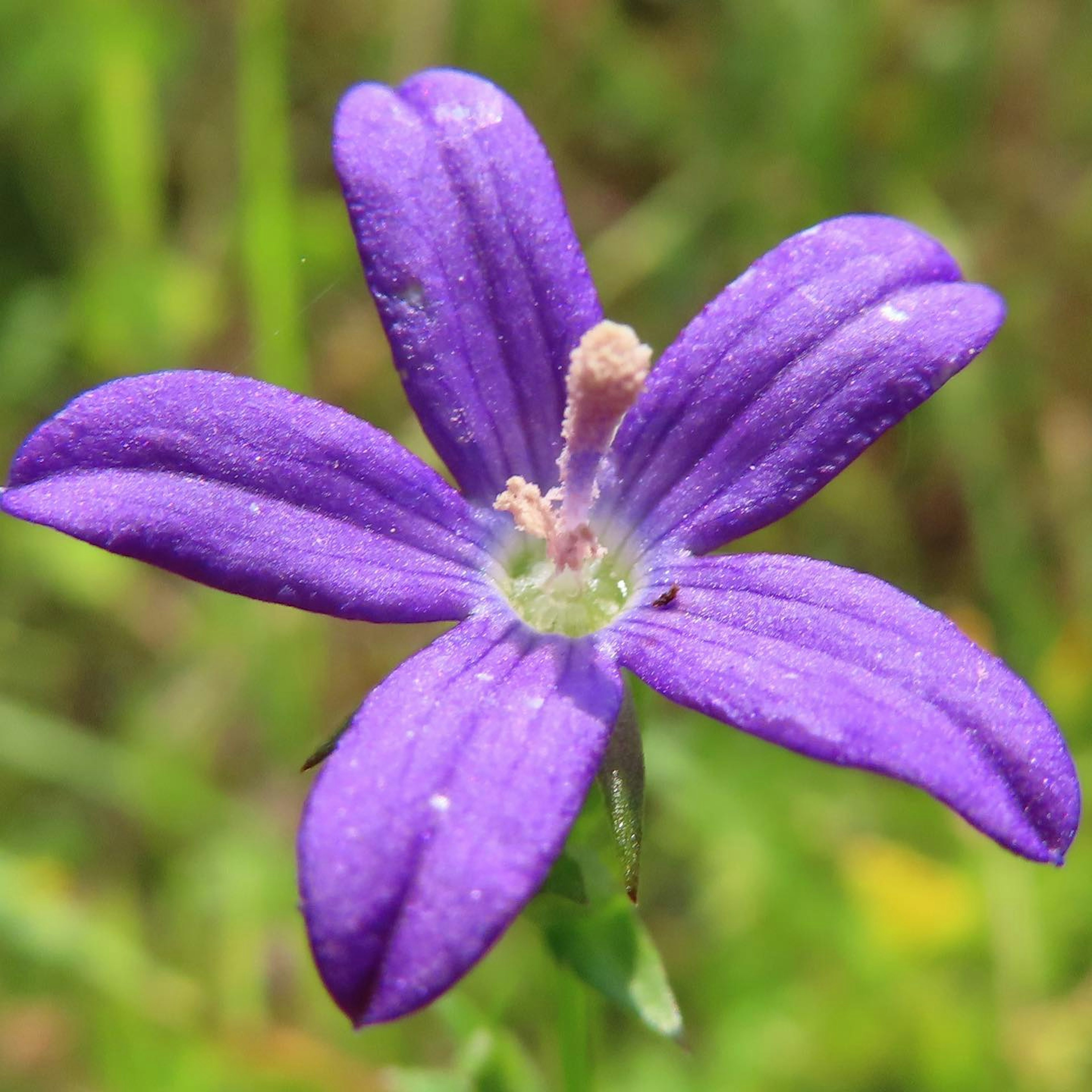 Acercamiento de una hermosa flor morada con pétalos delicados