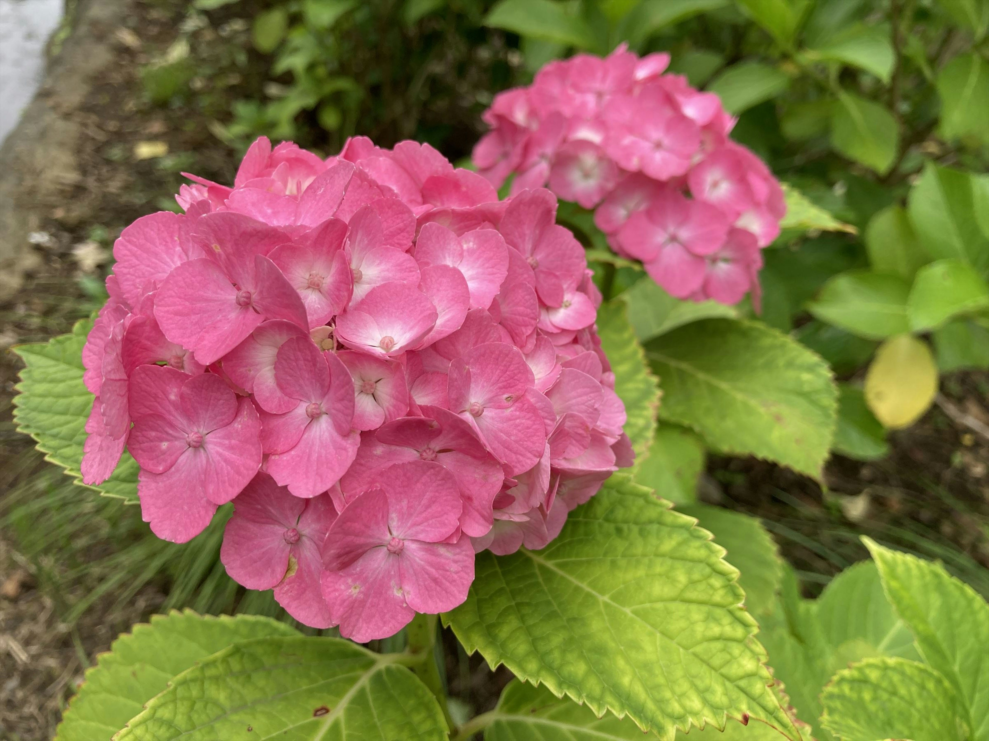 Vibrant pink hydrangea flowers blooming