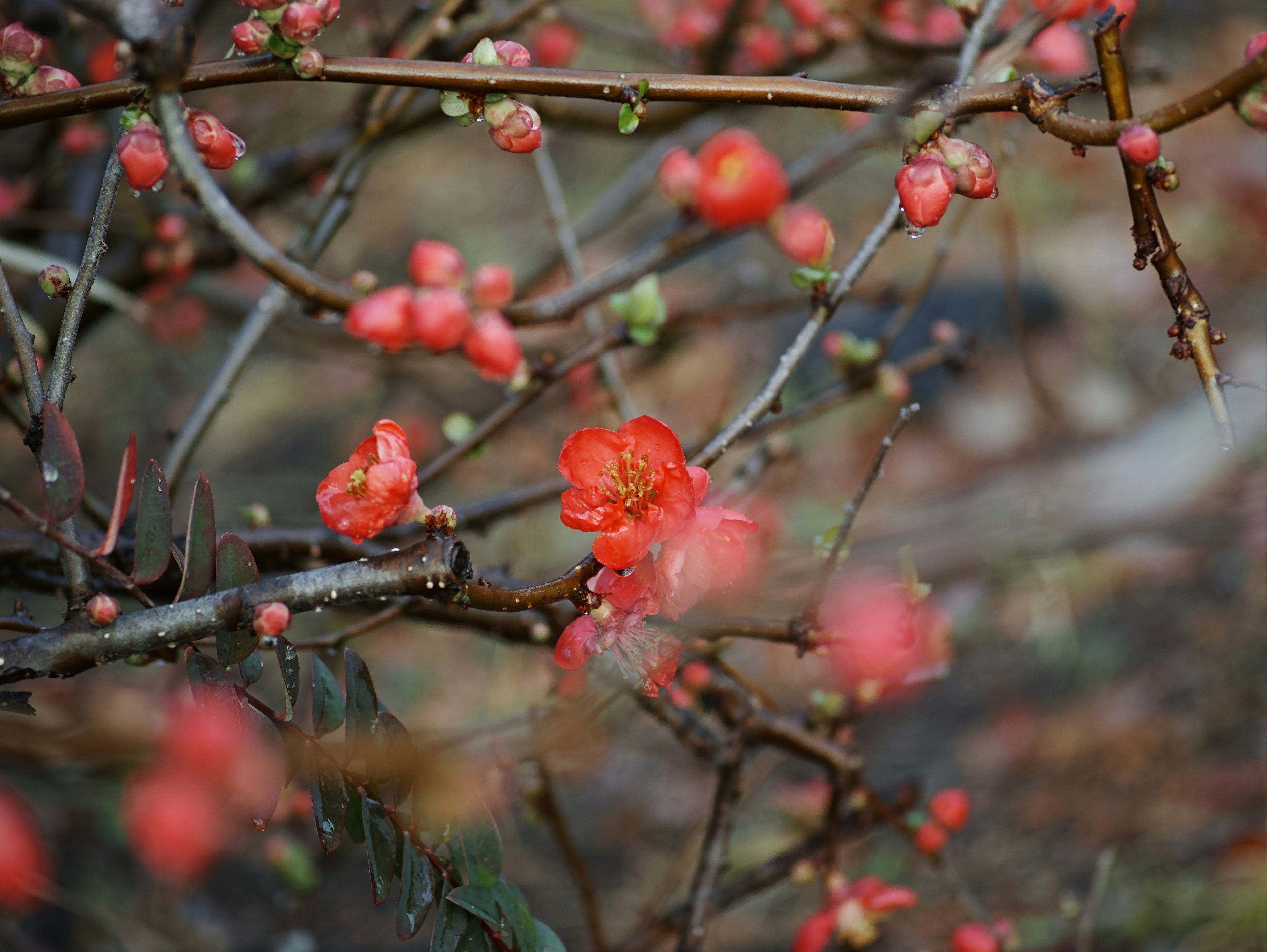 Branches with red flowers and buds in bloom