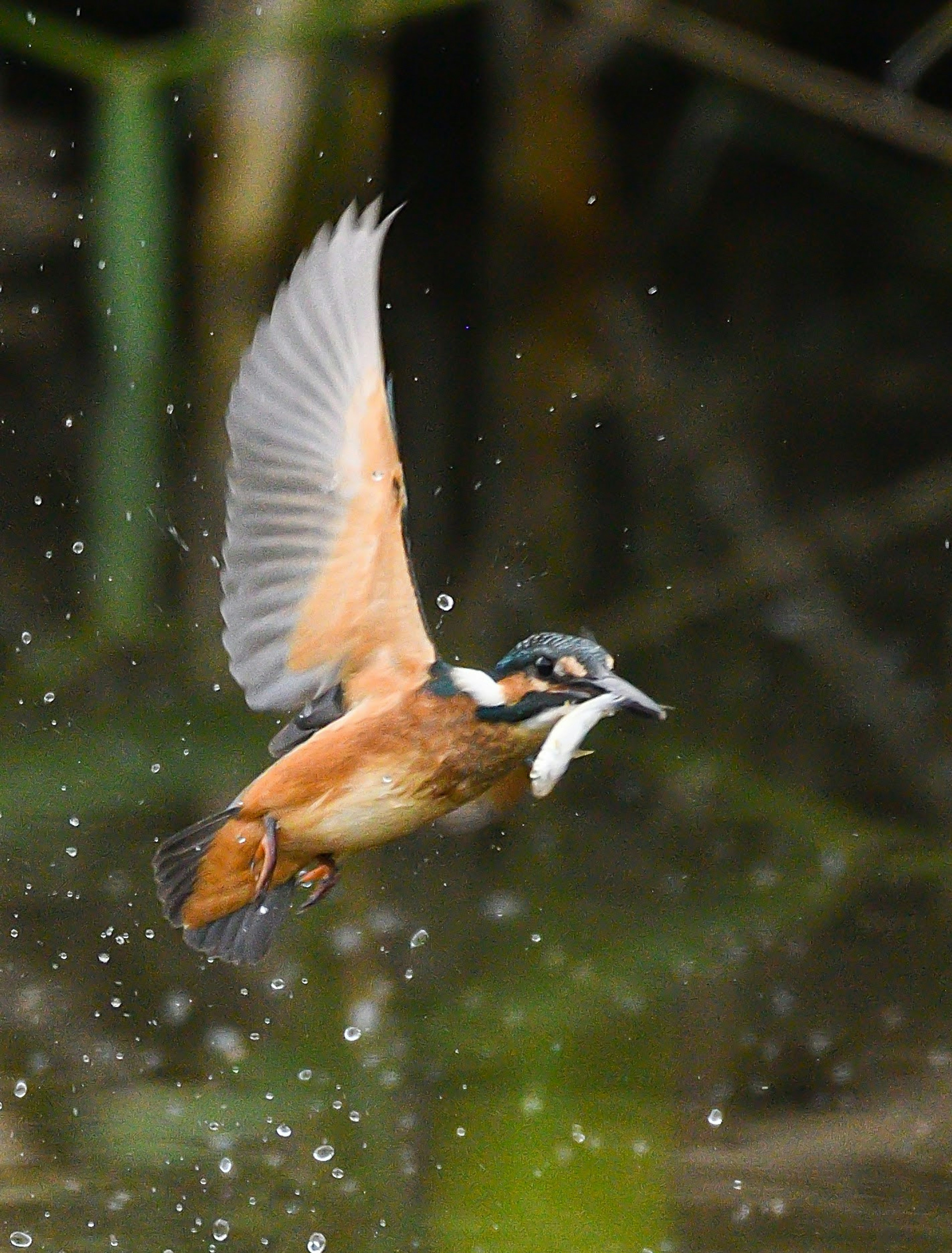 Seekor burung raja udang terbang di atas air dengan ikan di paruhnya