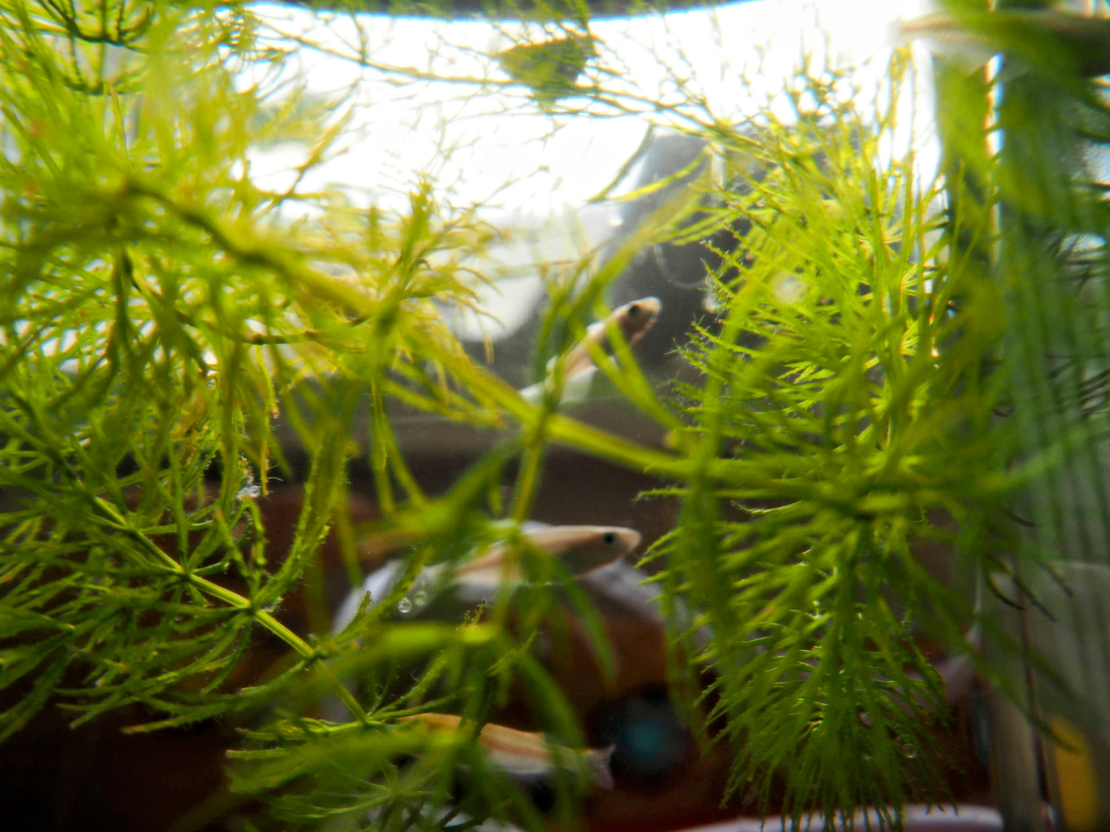 An aquarium with small fish swimming among green aquatic plants