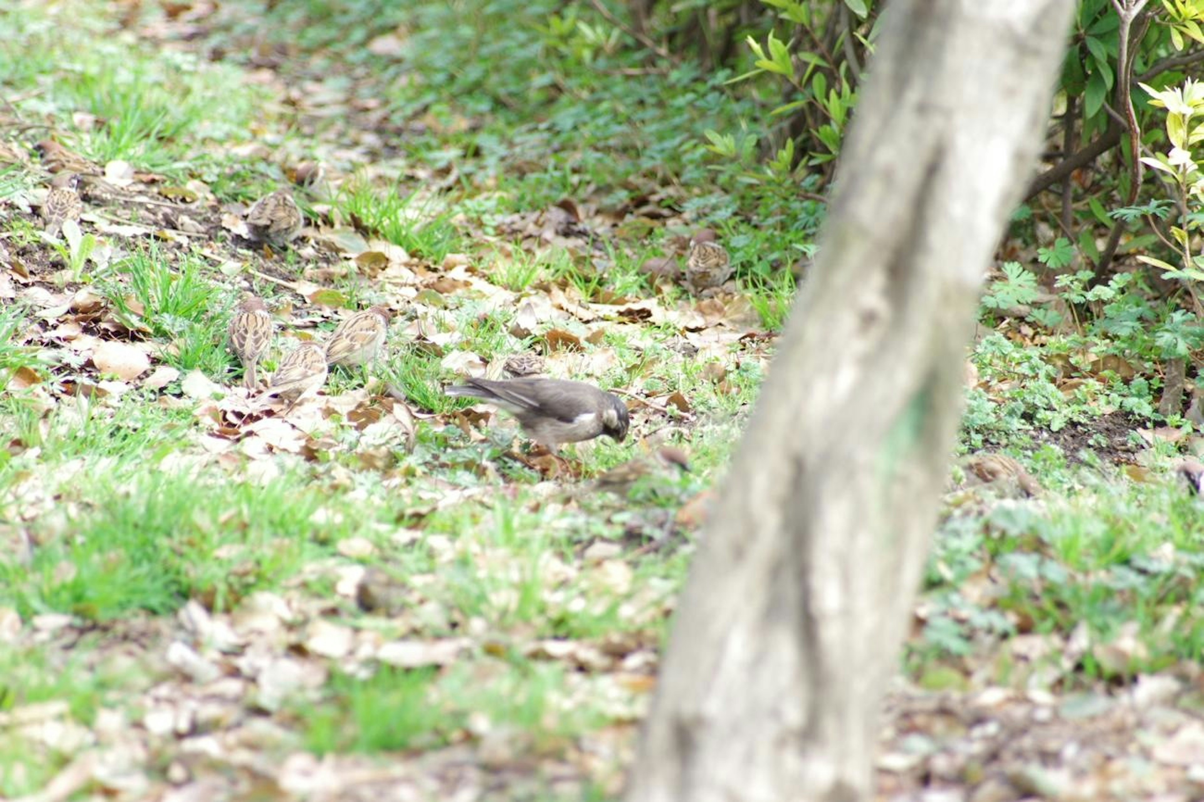 公園の緑の草の中にいる小鳥の姿と落ち葉