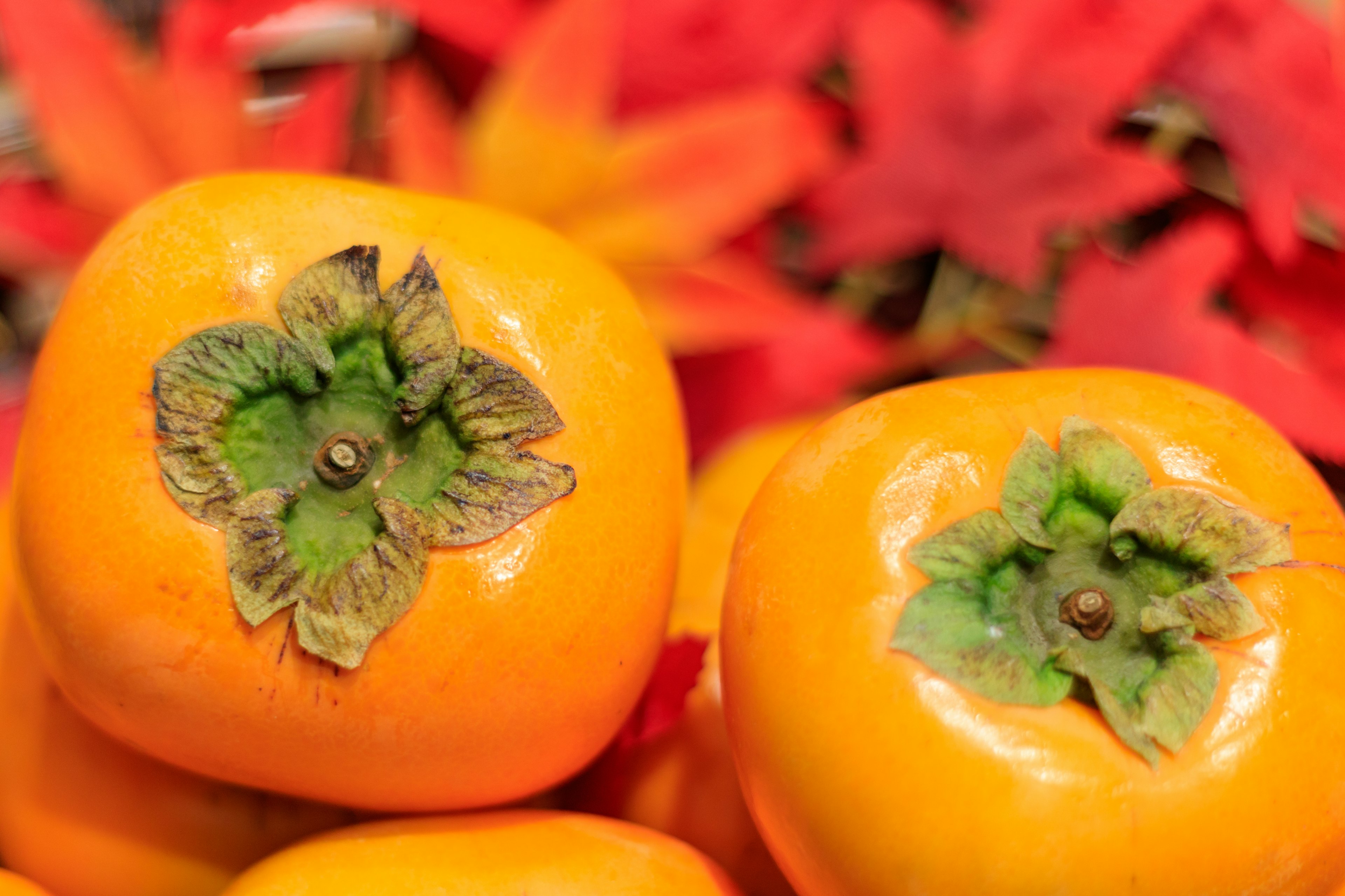 Vibrant orange persimmons with green calyx against a backdrop of red leaves