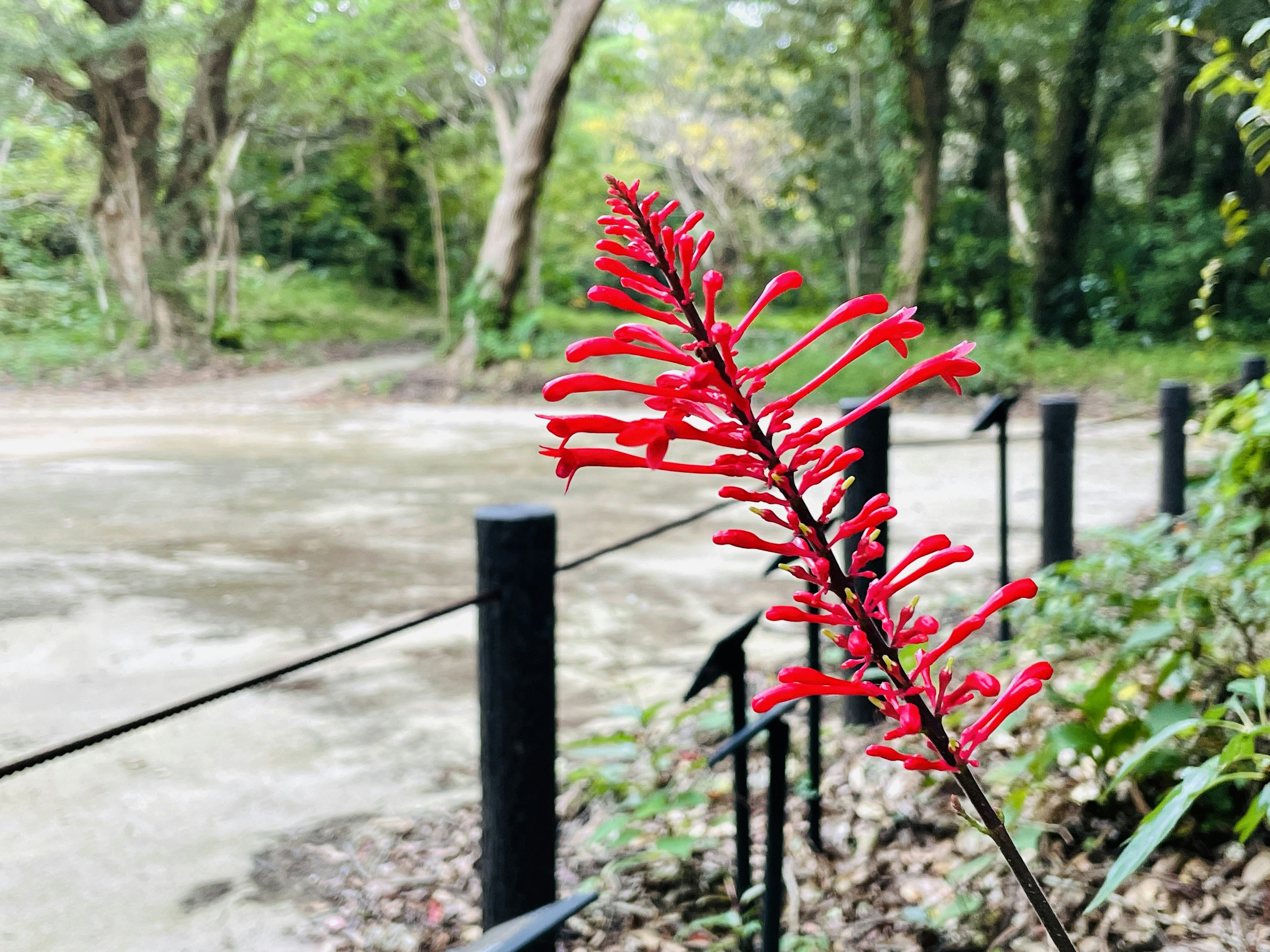 Daun merah cerah di latar depan dengan hutan hijau subur dan jalan setapak di latar belakang