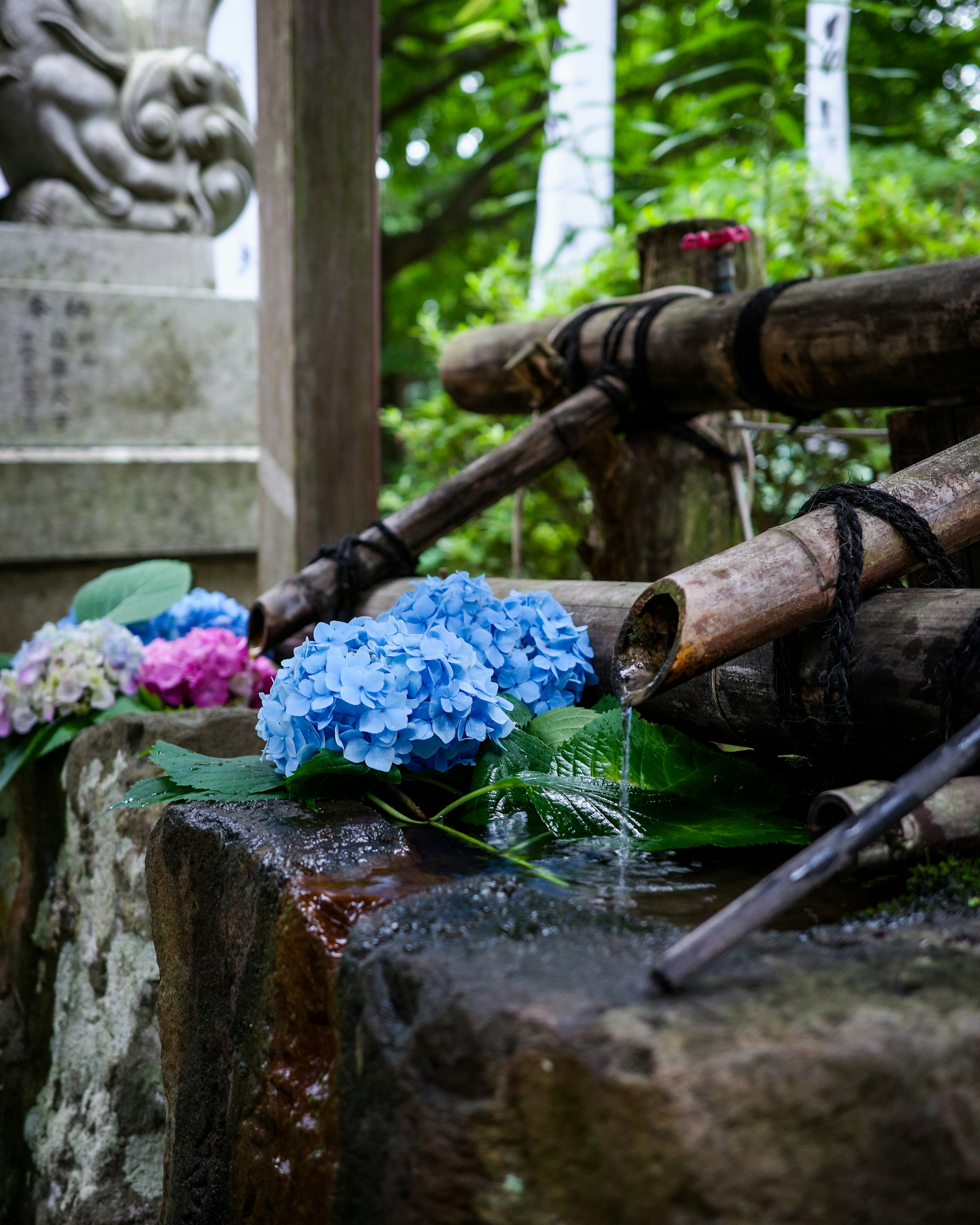 Scena di giardino giapponese con ortensie blu e fontana in bambù