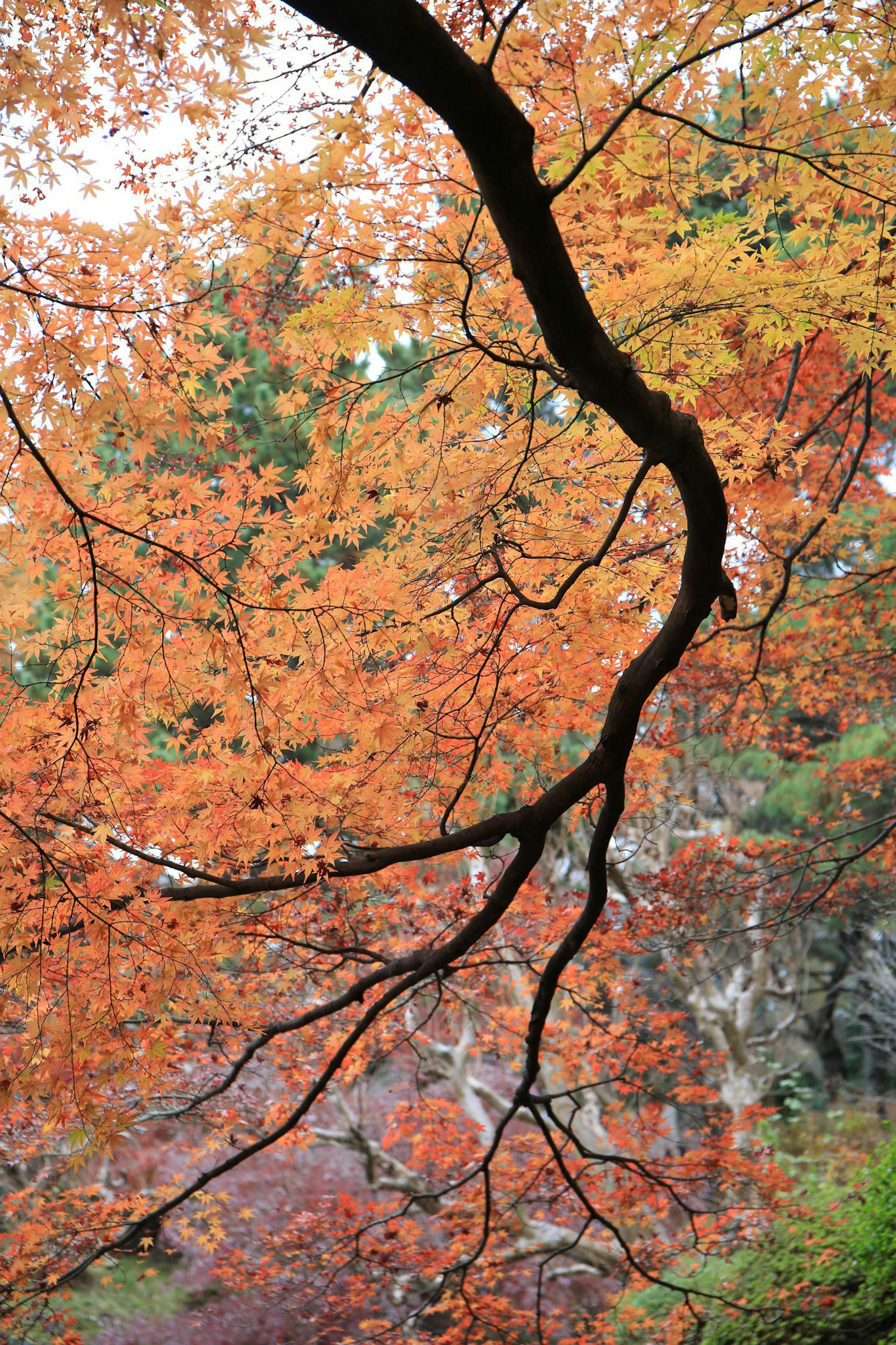 秋の色合いが美しい紅葉と黒い枝