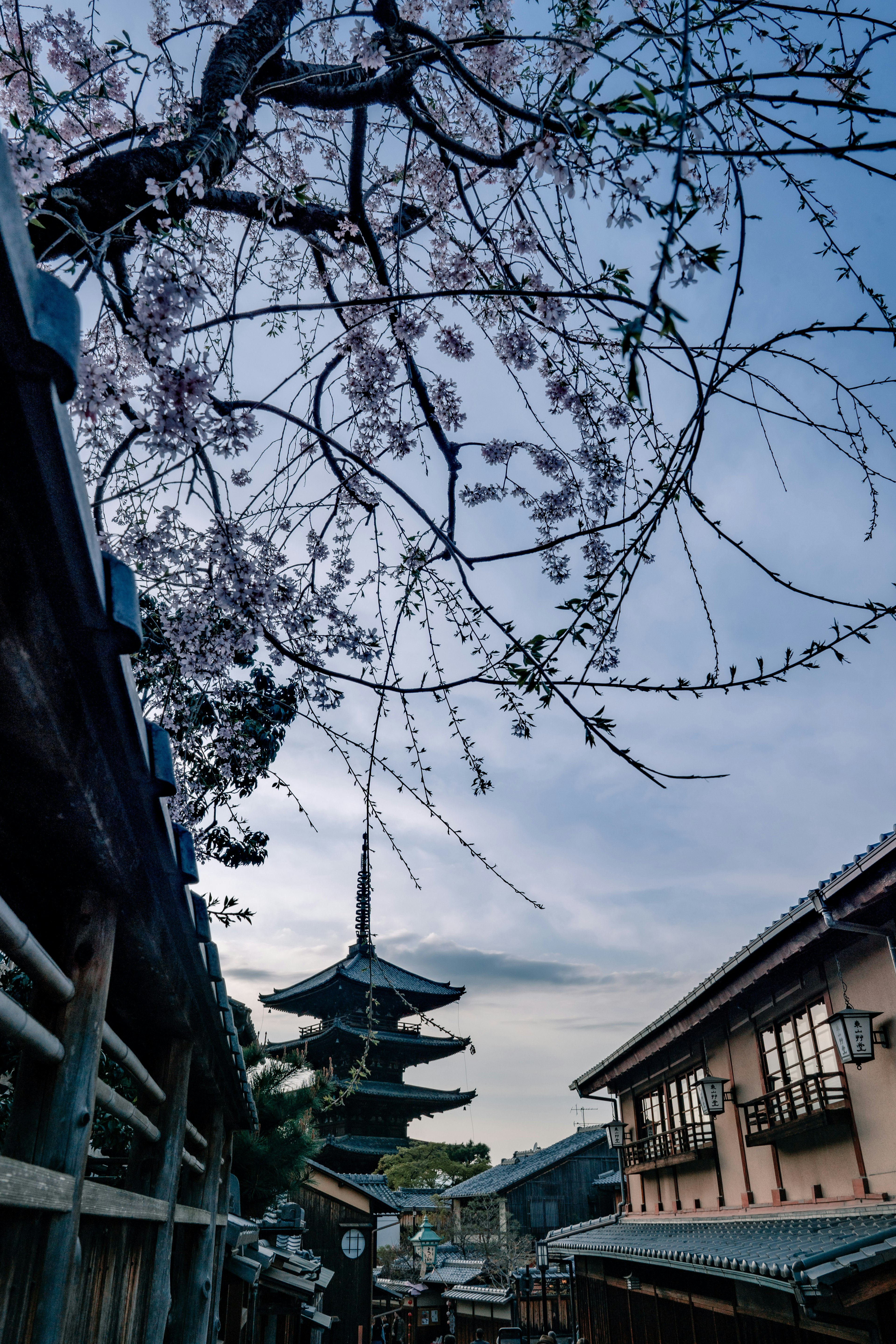 Escena callejera en Kioto con cerezos en flor y una pagoda