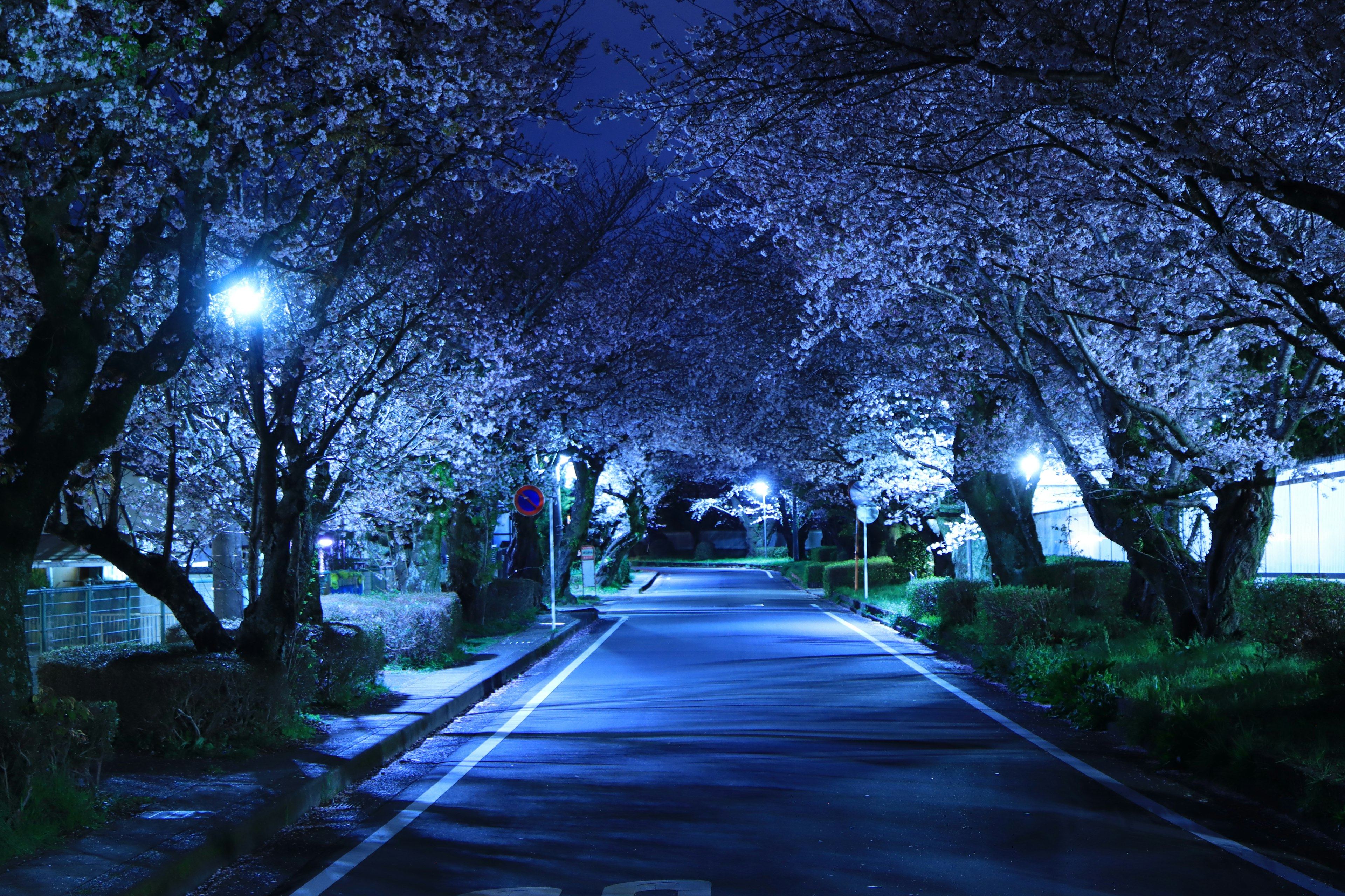 Beautiful night scene of cherry blossom trees lining a road illuminated by blue lights