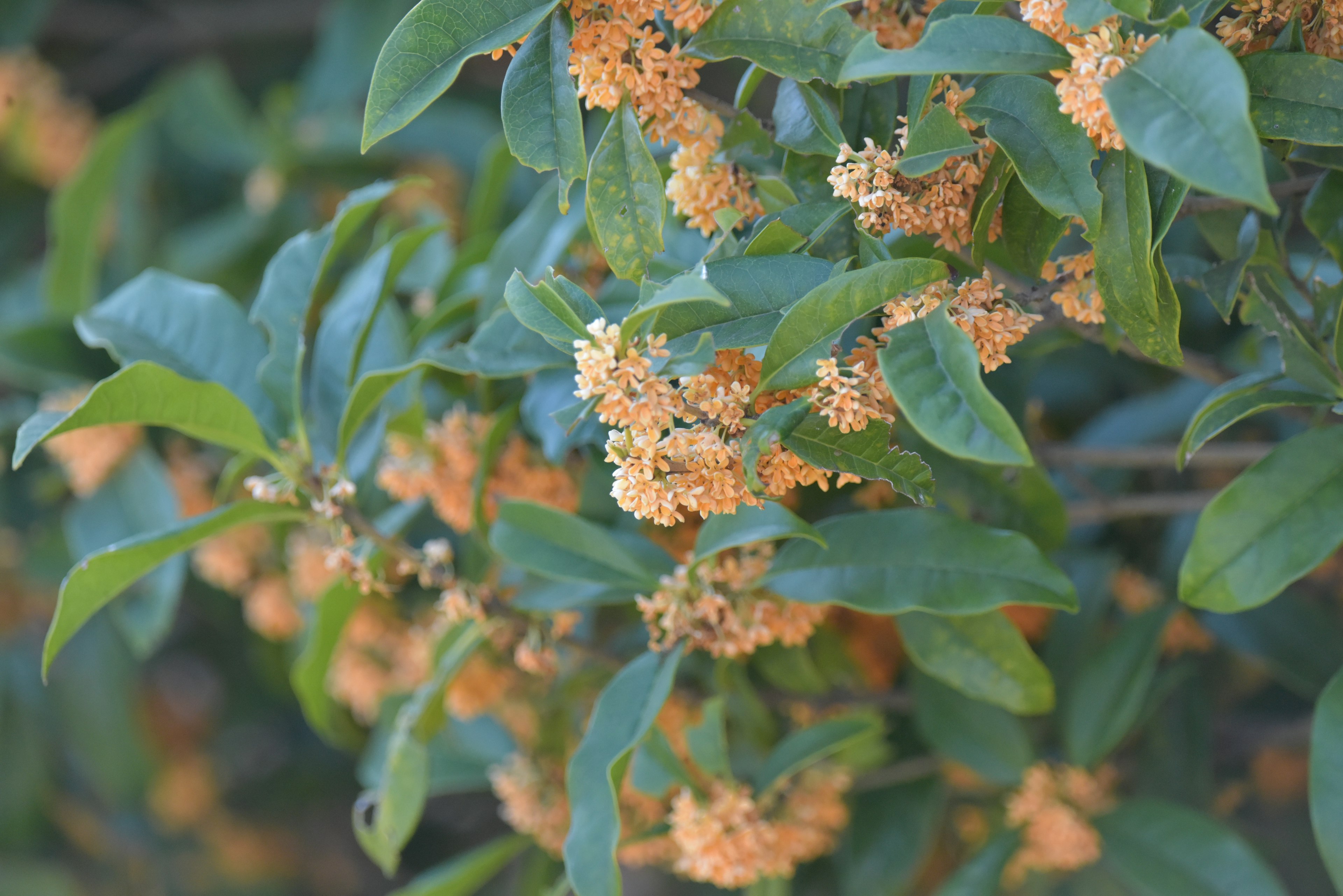 Close-up of fragrant orange flowers and green leaves of Osmanthus