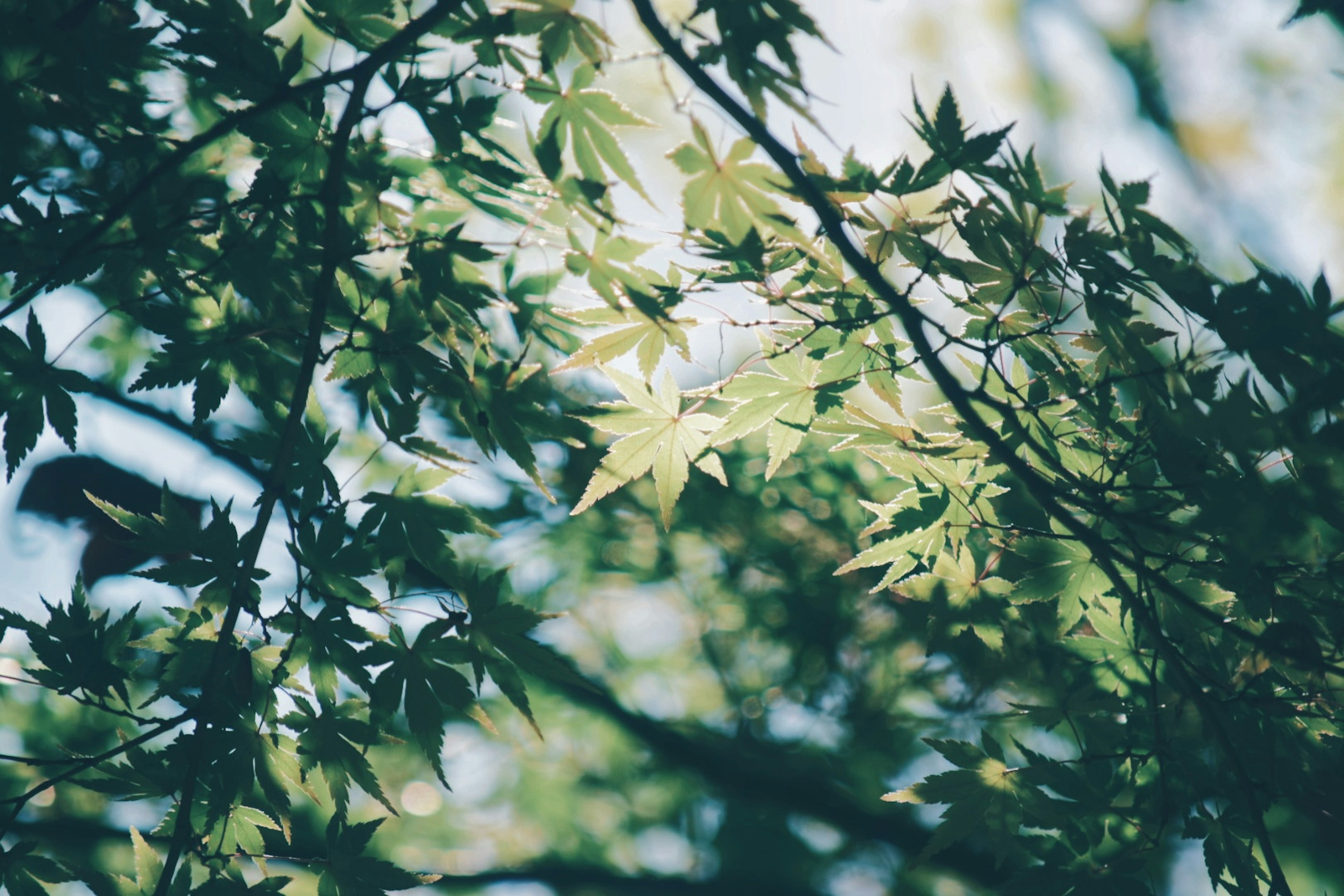 Gambar close-up daun hijau di cabang pohon