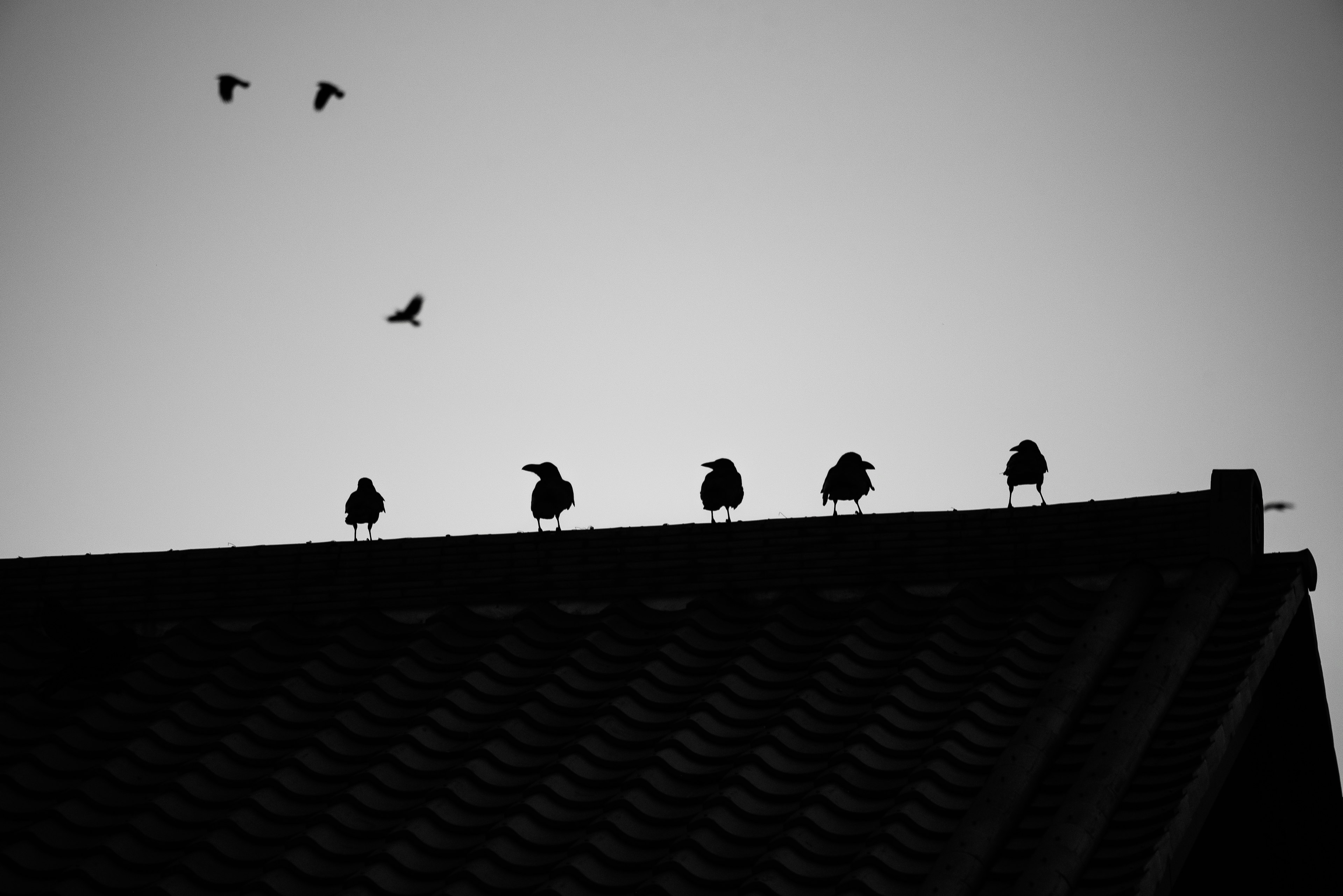 屋根の上に並ぶ鳥たちのシルエットと空を飛ぶ小鳥