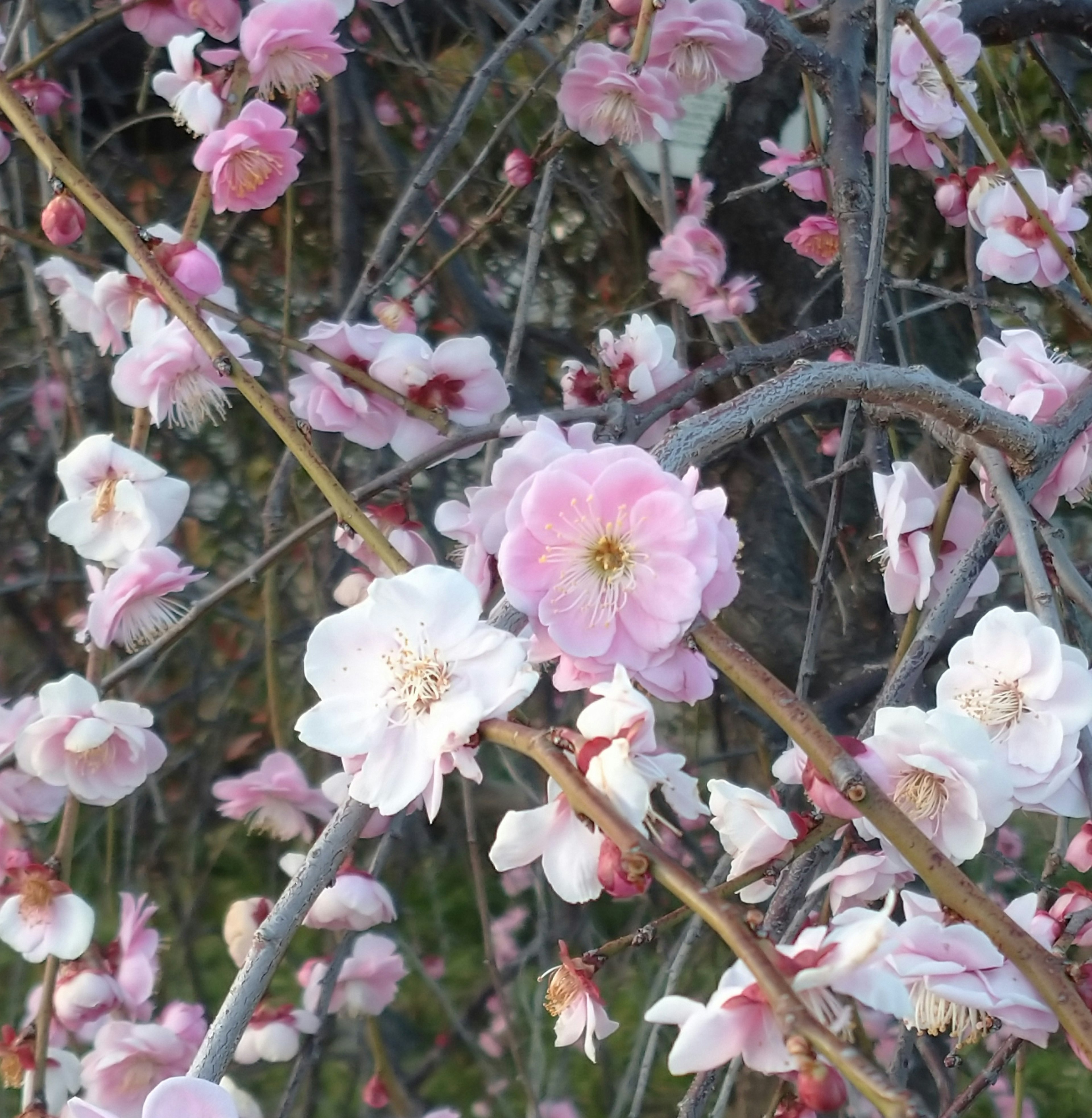 薄いピンクと白の花が咲く枝のクローズアップ