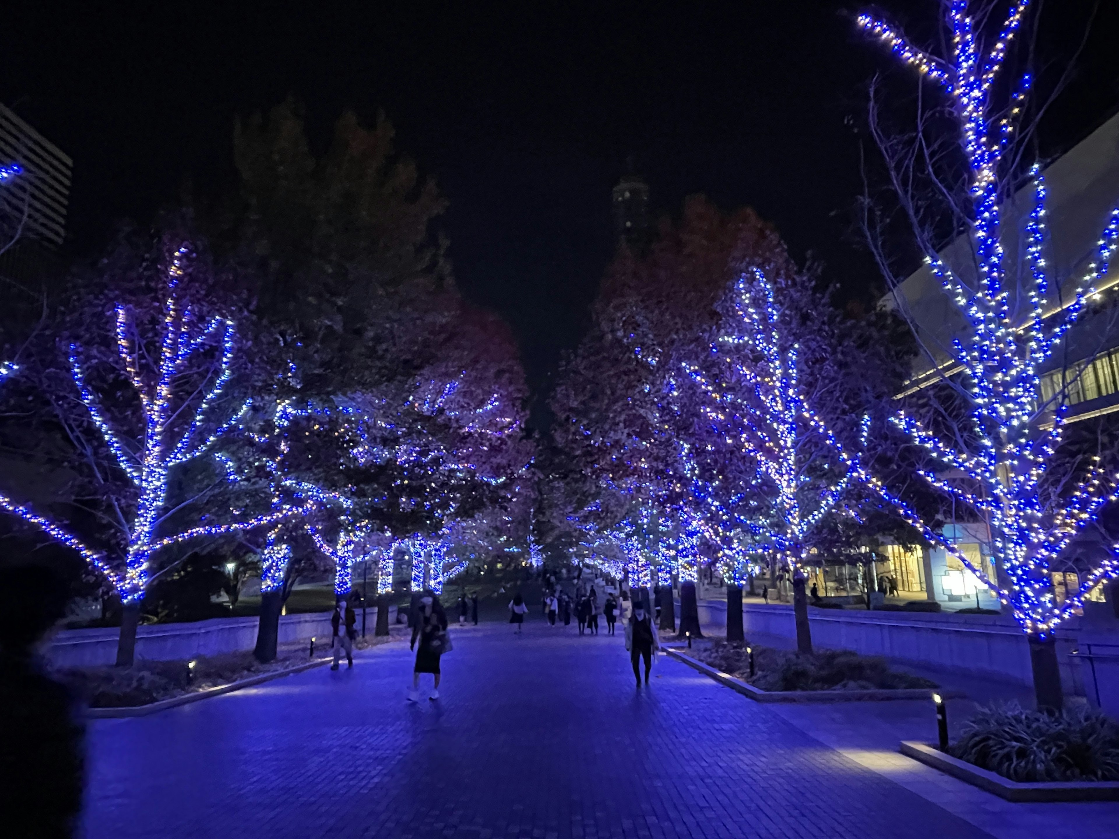 Pathway lined with trees adorned with blue lights at night with people walking