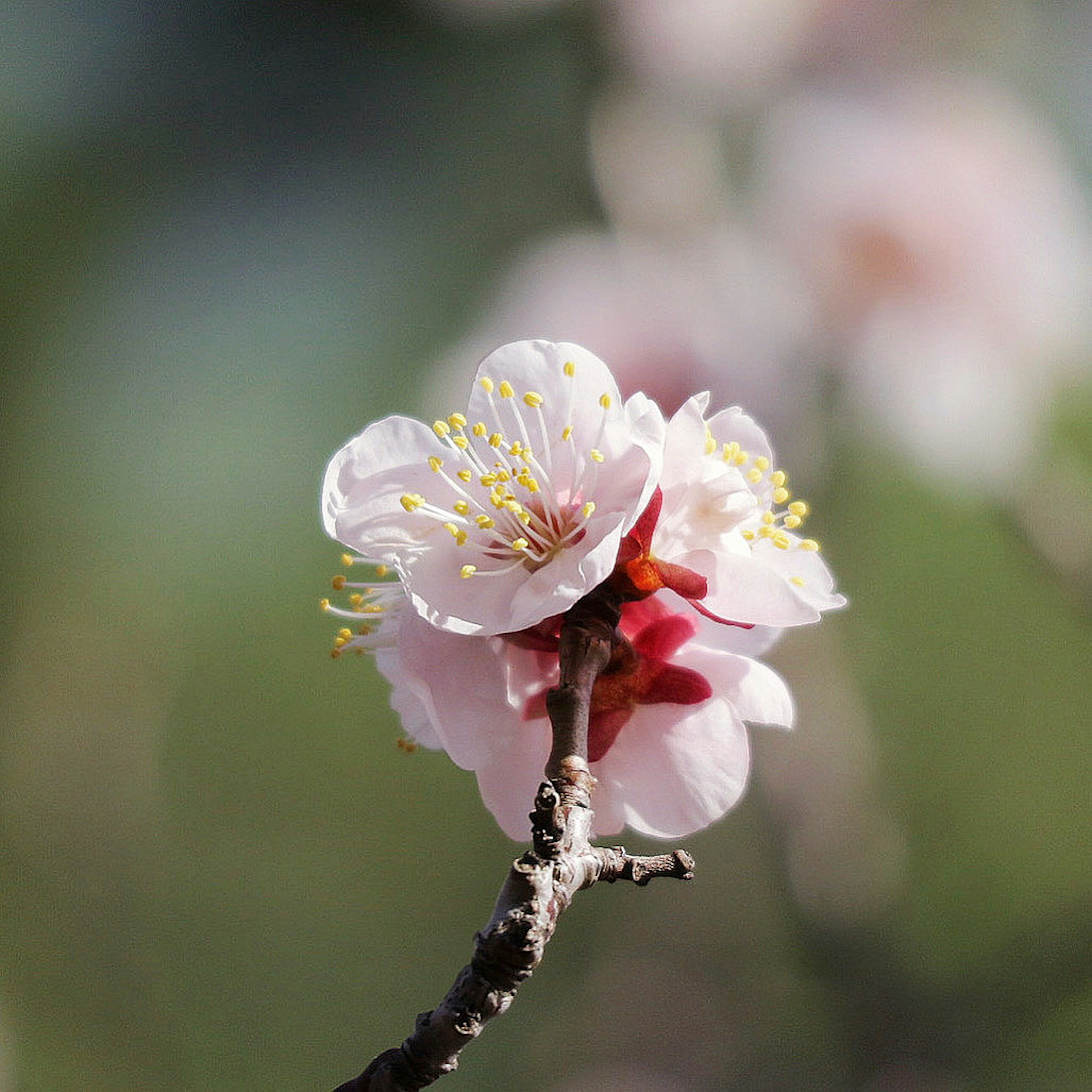 Nahaufnahme einer schönen blassrosa Blume, die an einem Ast blüht