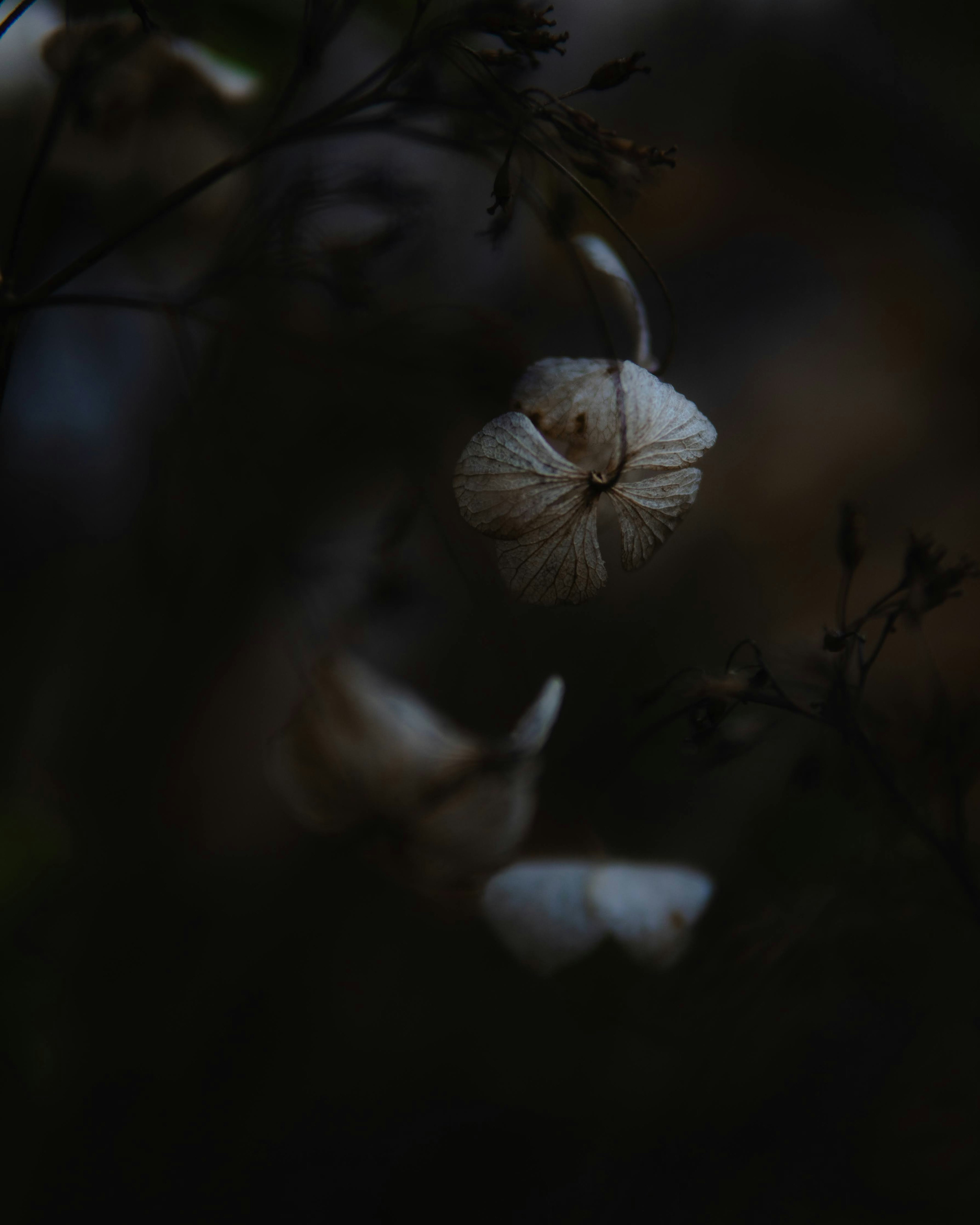 Imagen de flores blancas delicadas sobre un fondo oscuro