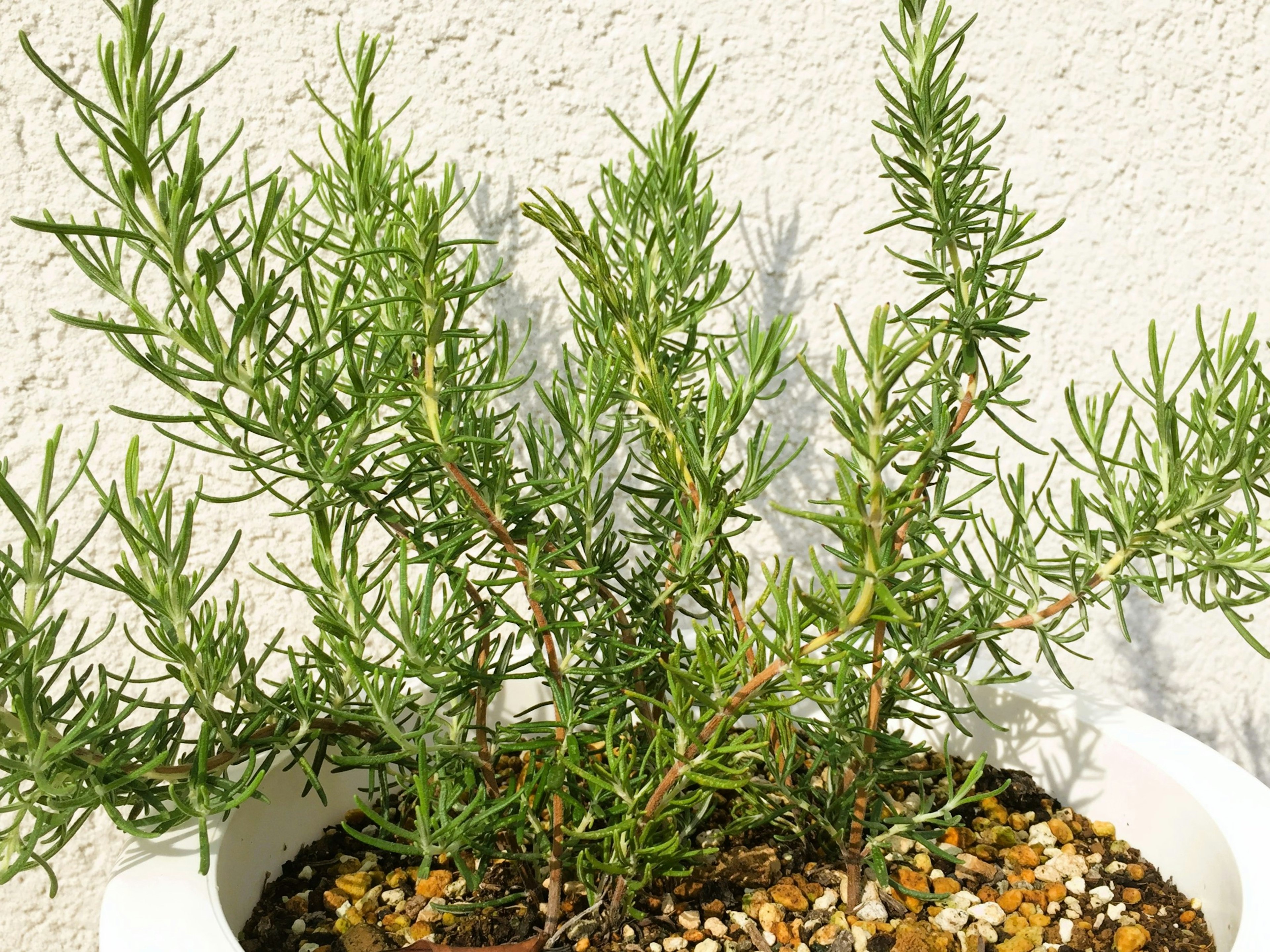 Potted rosemary plant with lush green leaves against a bright background