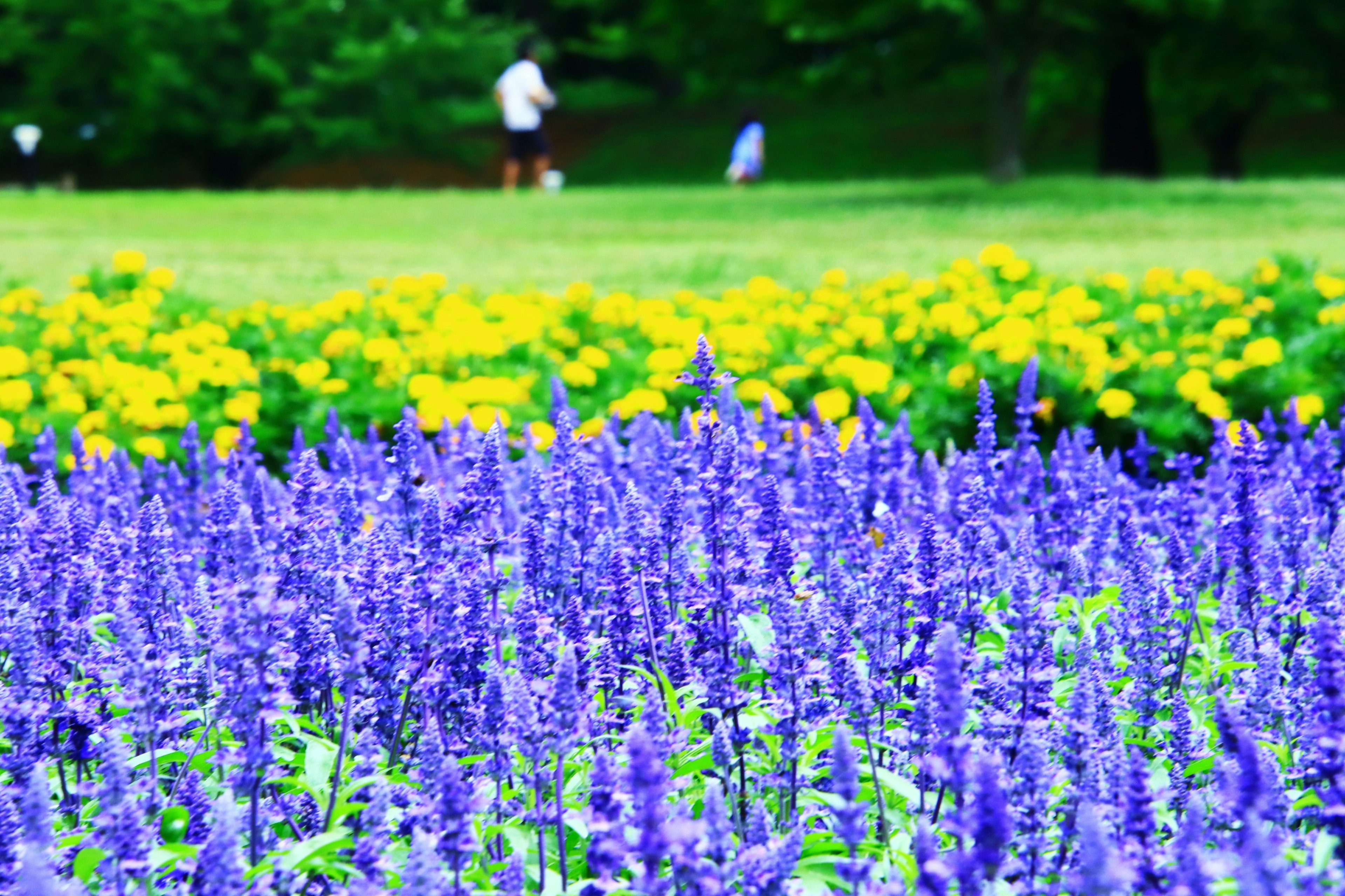 สวนที่มีชีวิตชีวาพร้อมดอกไม้สีม่วงและสีเหลืองบาน