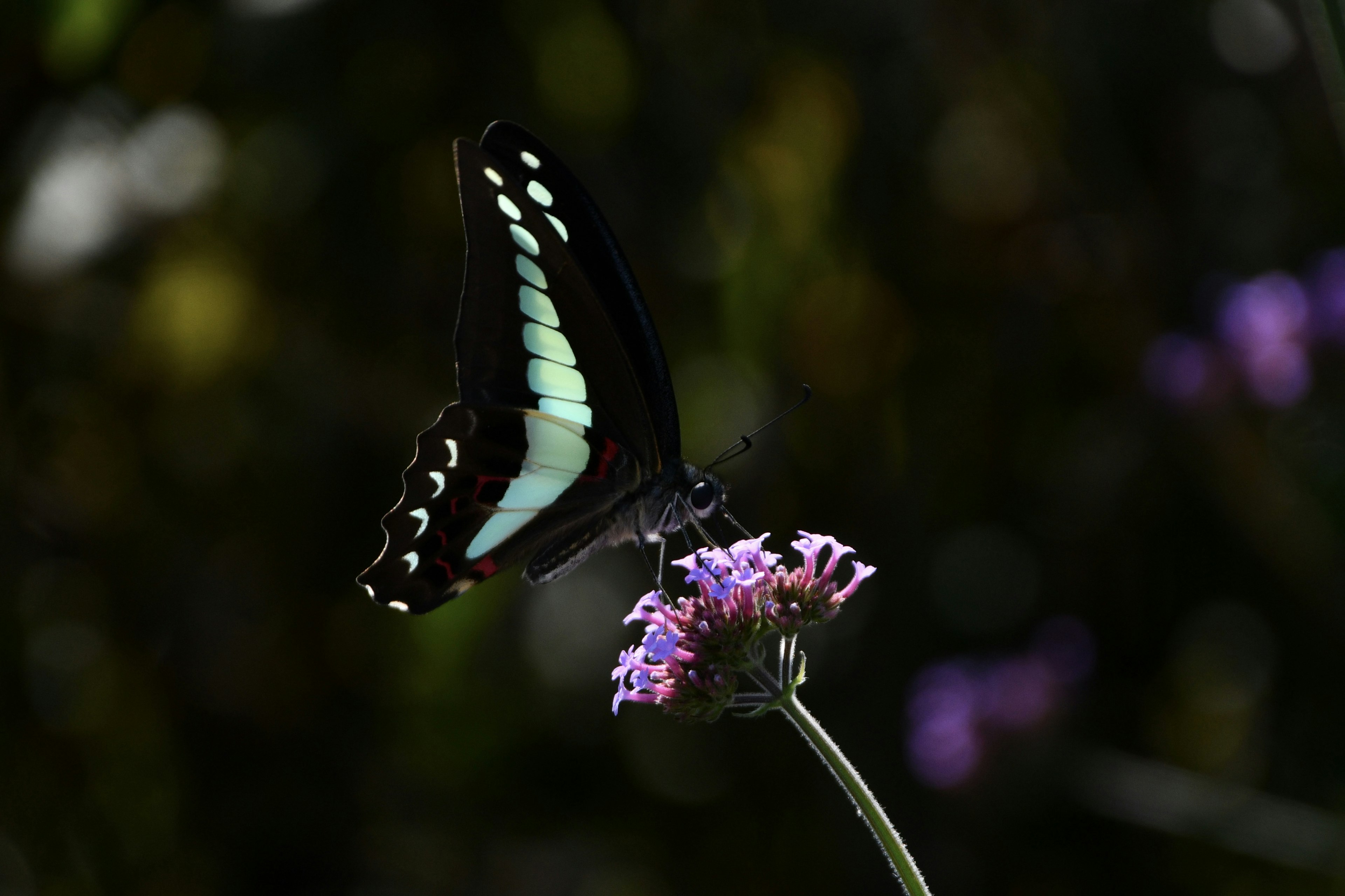 Blue butterfly resting on a purple flower