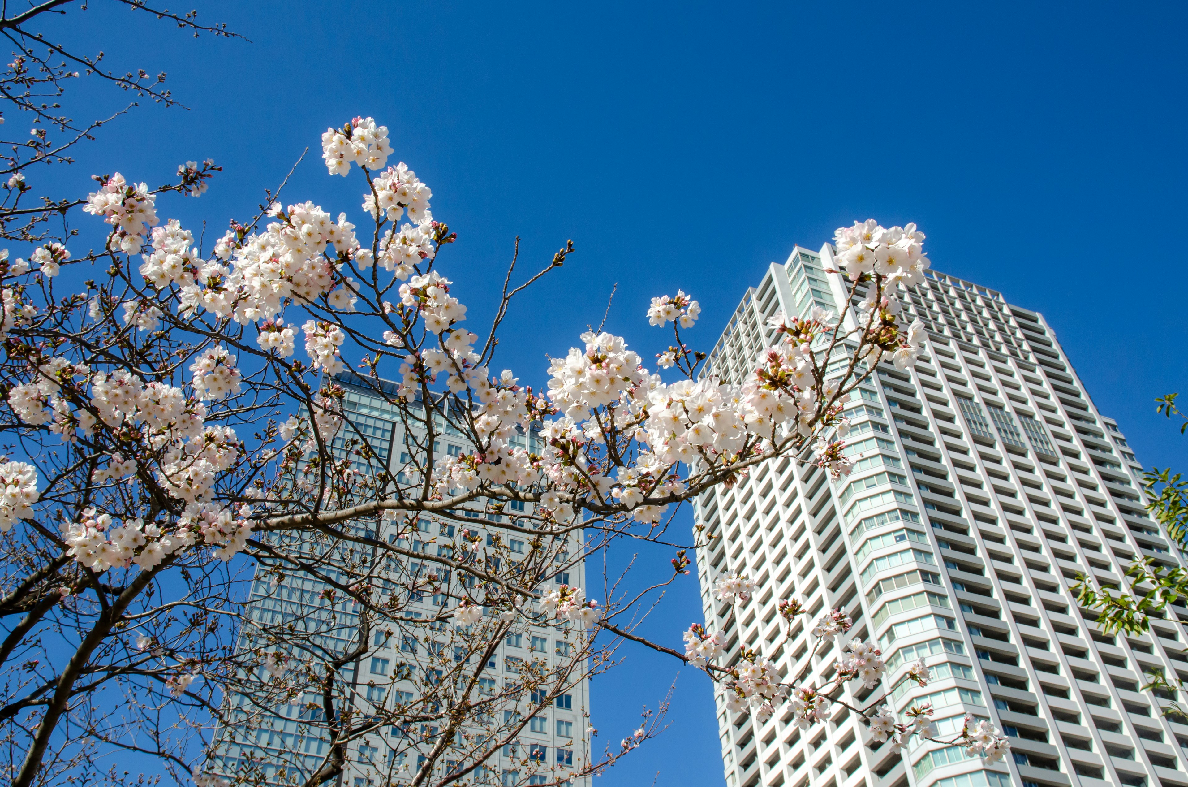 Pemandangan kota dengan bunga sakura di bawah langit biru