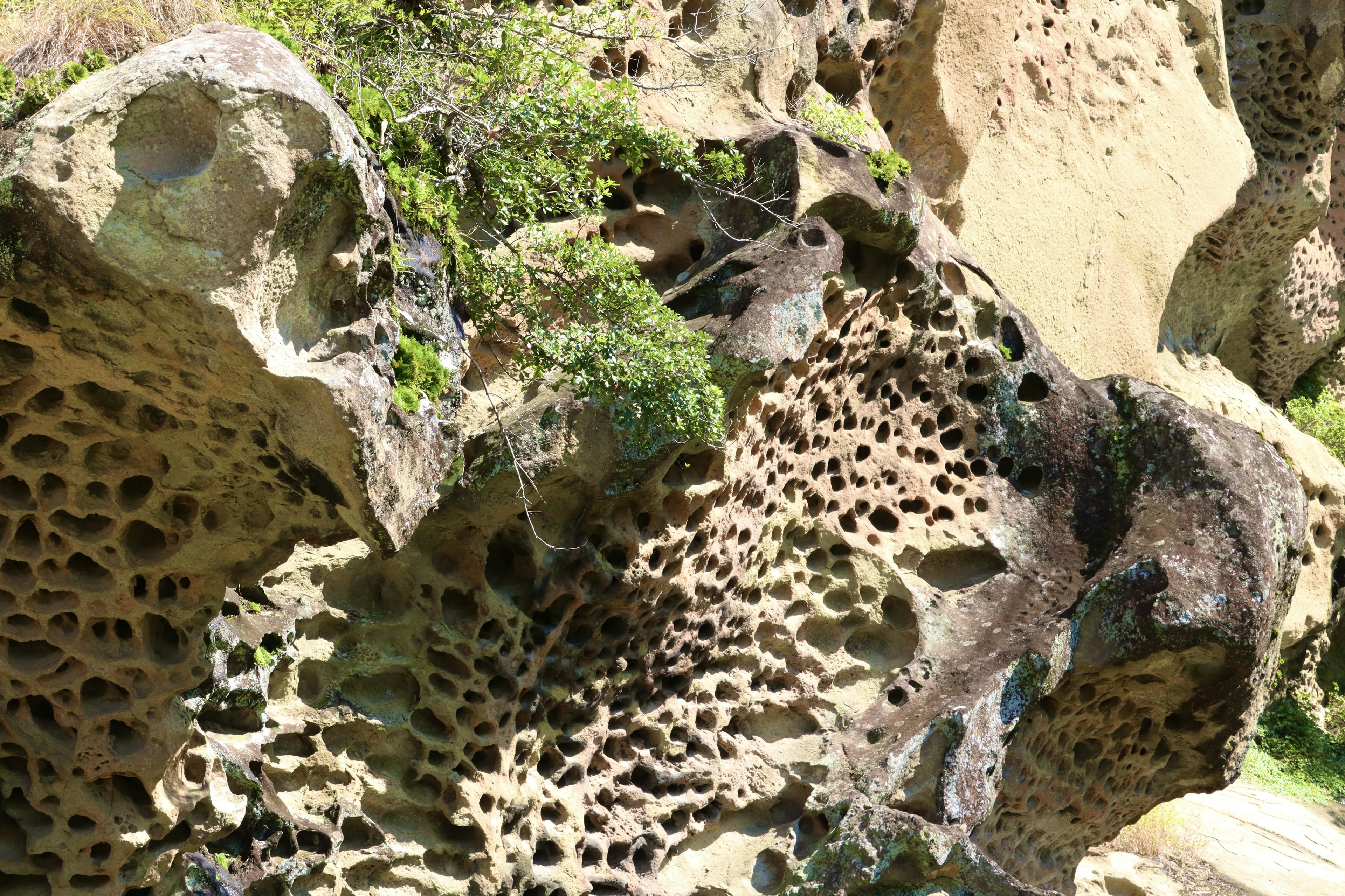 Unique porous rock formations with green vegetation