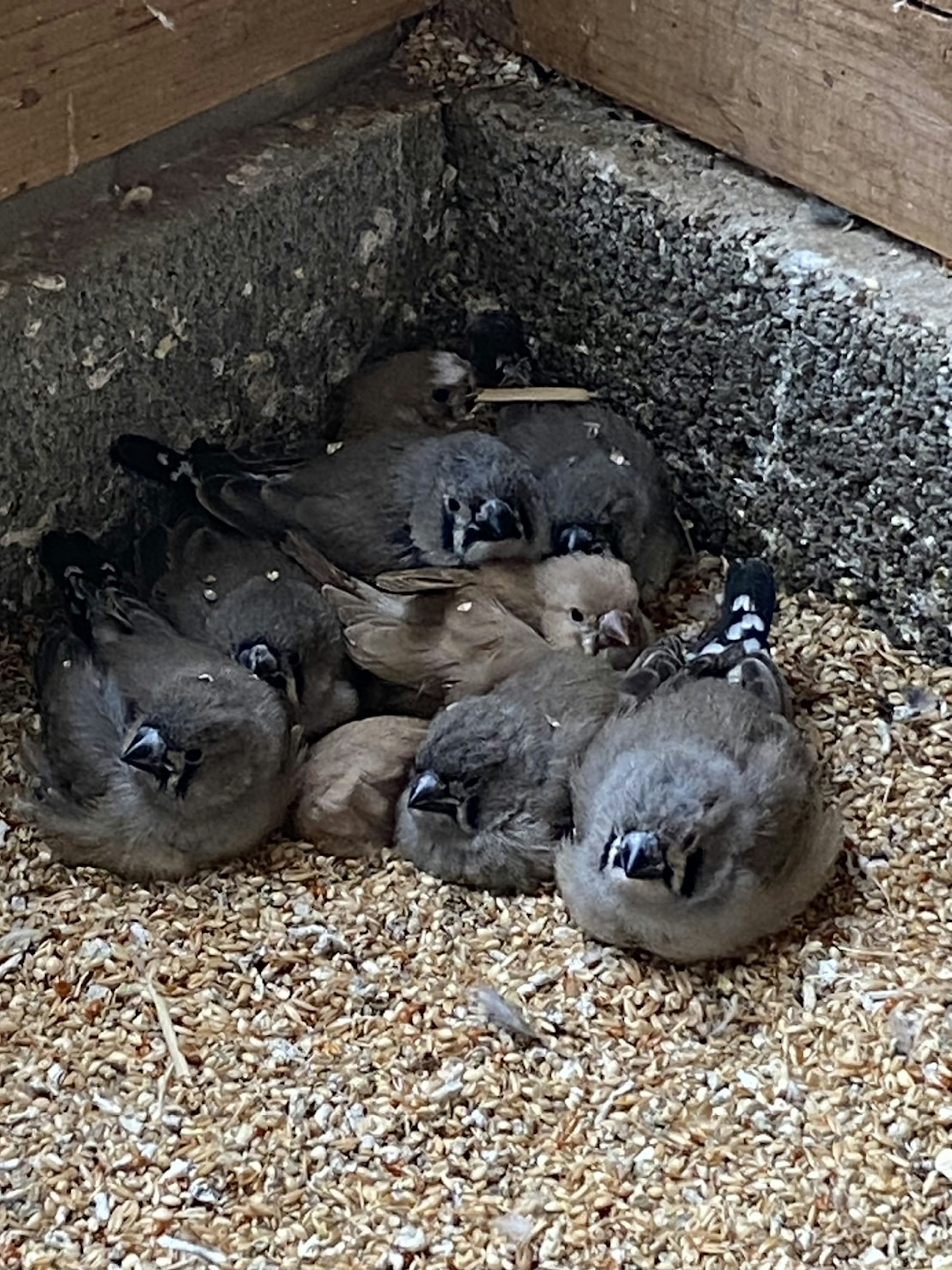 A group of small birds huddled together in a cozy pile